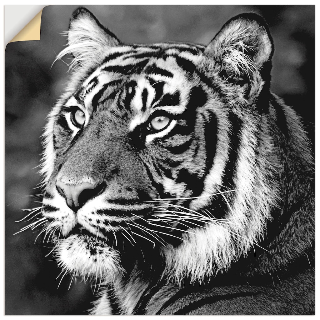 Artland Wandbild »Tiger«, Wildtiere, (1 St.)
