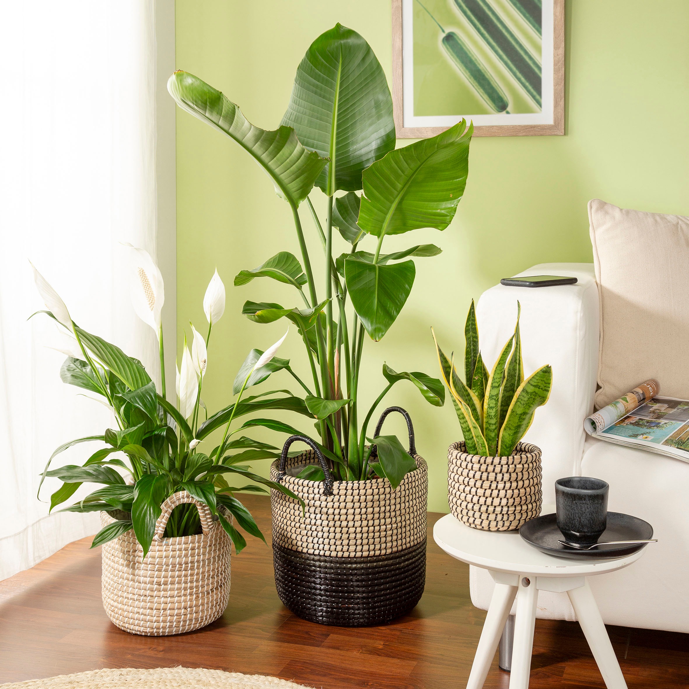 Scheurich Blumentopf »nature black 34/515«