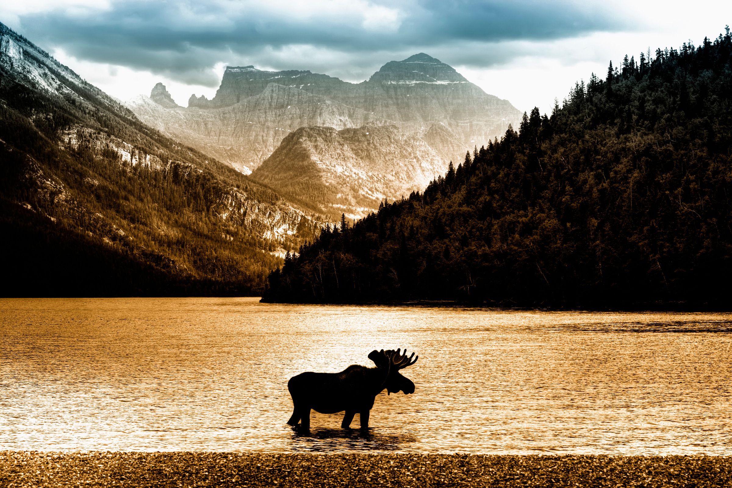 Papermoon Fototapete »Moose in Waterton Lake« glatt günstig online kaufen