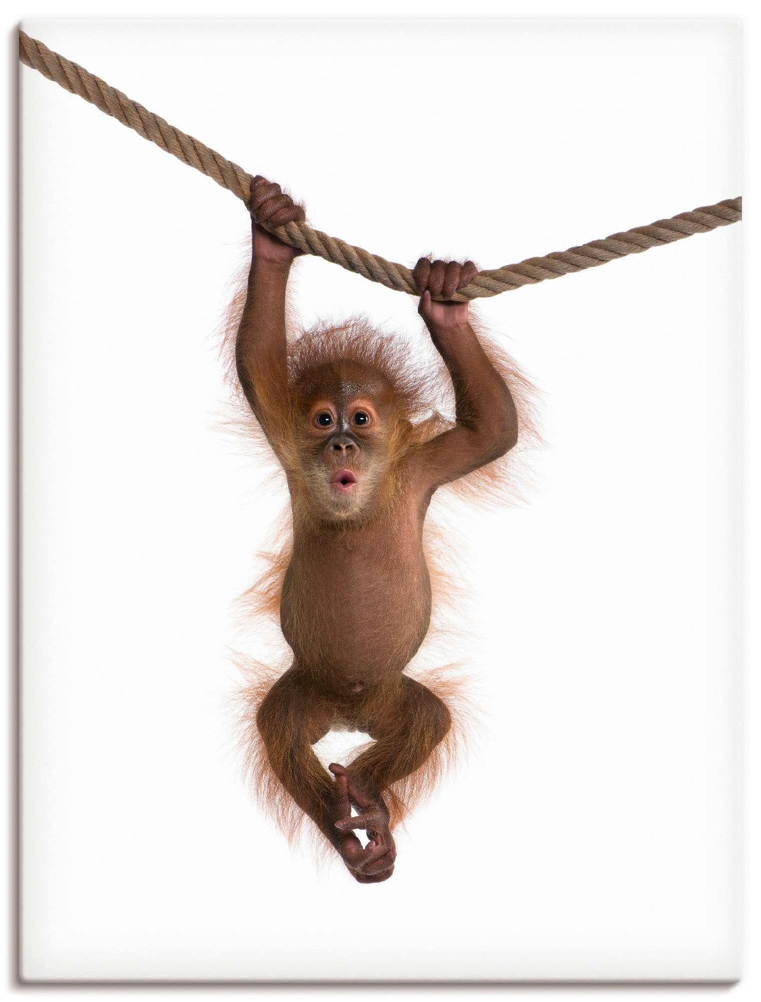 Artland Wandbild »Baby Orang Utan hängt an Seil II« Wildtiere 1 Stk. tlg. a günstig online kaufen