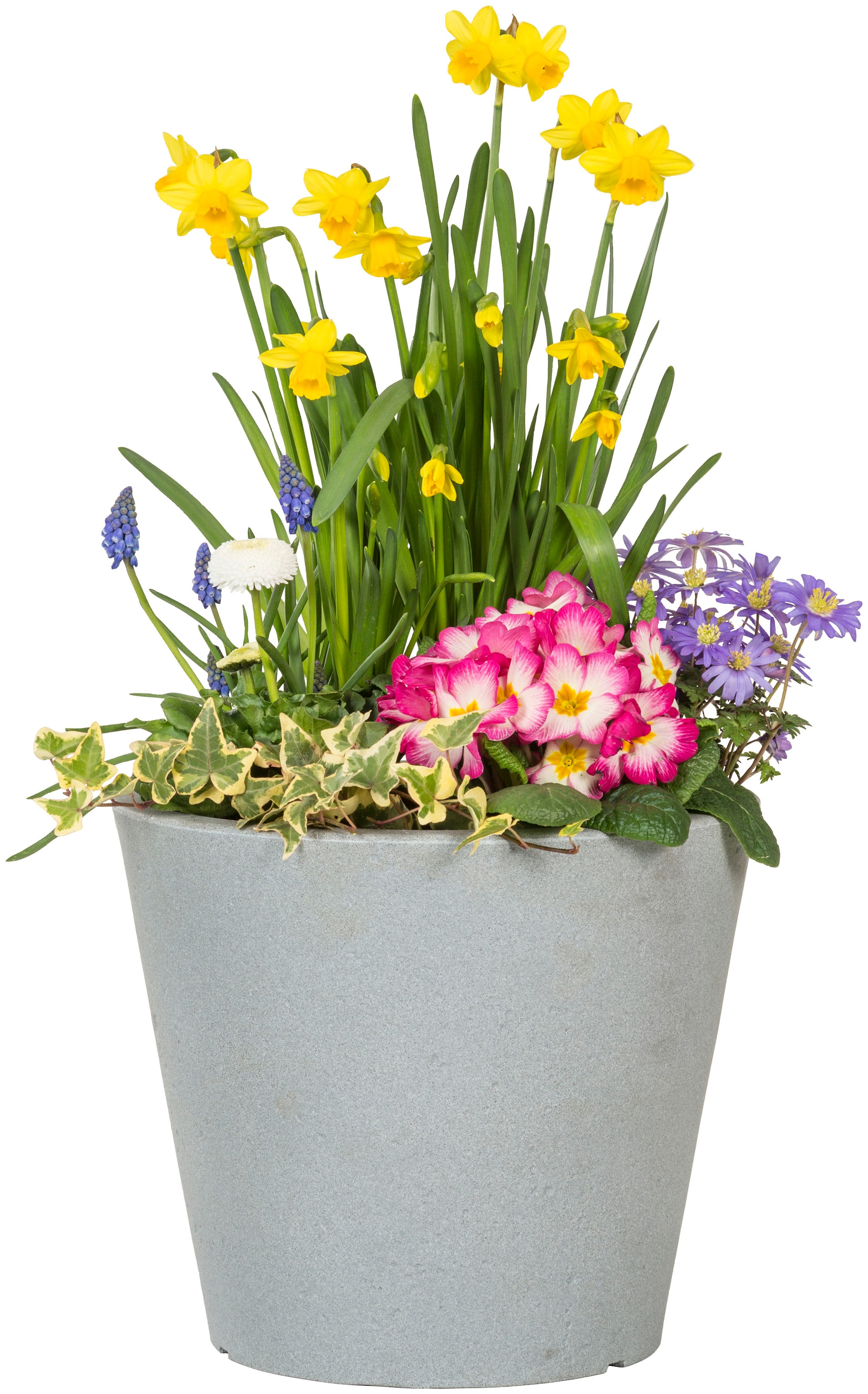 Scheurich Blumentopf »30/238 C-CONE 30«