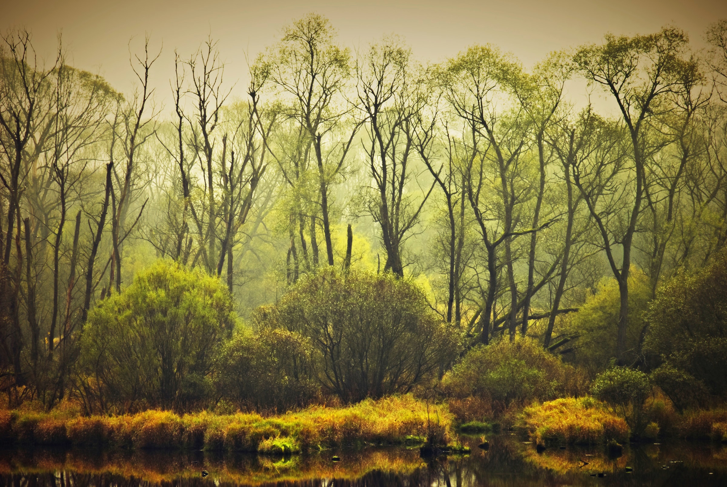 Papermoon Fototapete »BÄUME-NATUR LANDSCHAFT HERBST WALD DSCHUNGEL SEE WÄLD günstig online kaufen