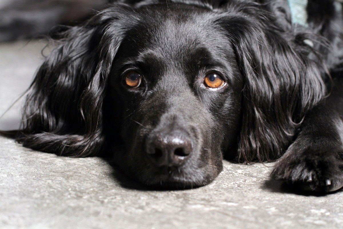 Papermoon Fototapete »Hund« günstig online kaufen