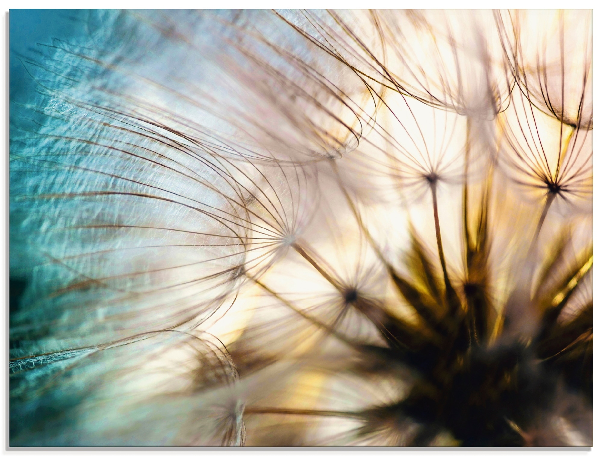 Artland Glasbild »Pusteblume Makro abstrakt« 1 Stk. tlg. in verschiedenen G günstig online kaufen