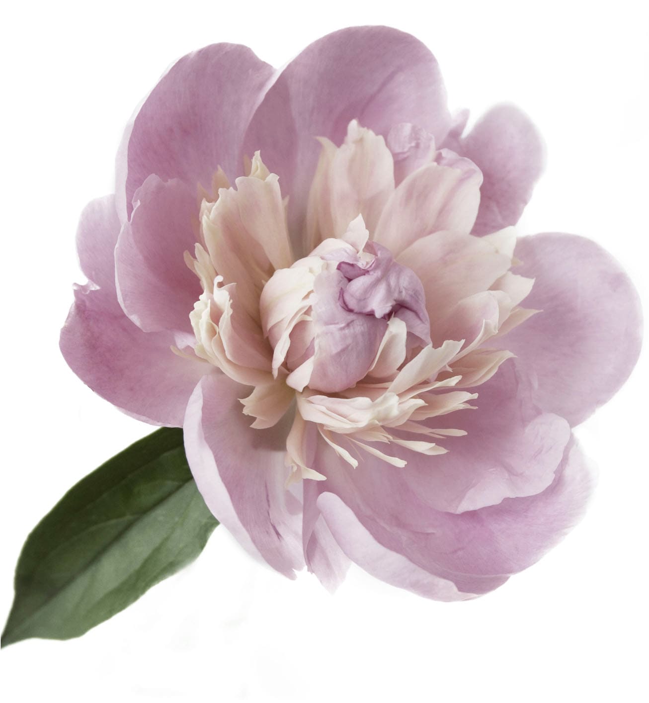 queence Wandtattoo »Alena« Wandbild, Sticker, rosa, Blume, Blüte, selbstkle günstig online kaufen
