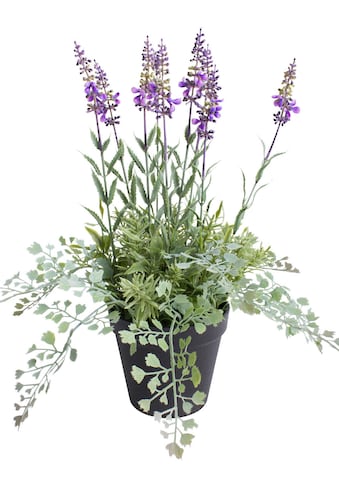 Botanic-Haus Künstliche Zimmerpflanze »Lavendel - Kräutertopf«, (1 St.) kaufen