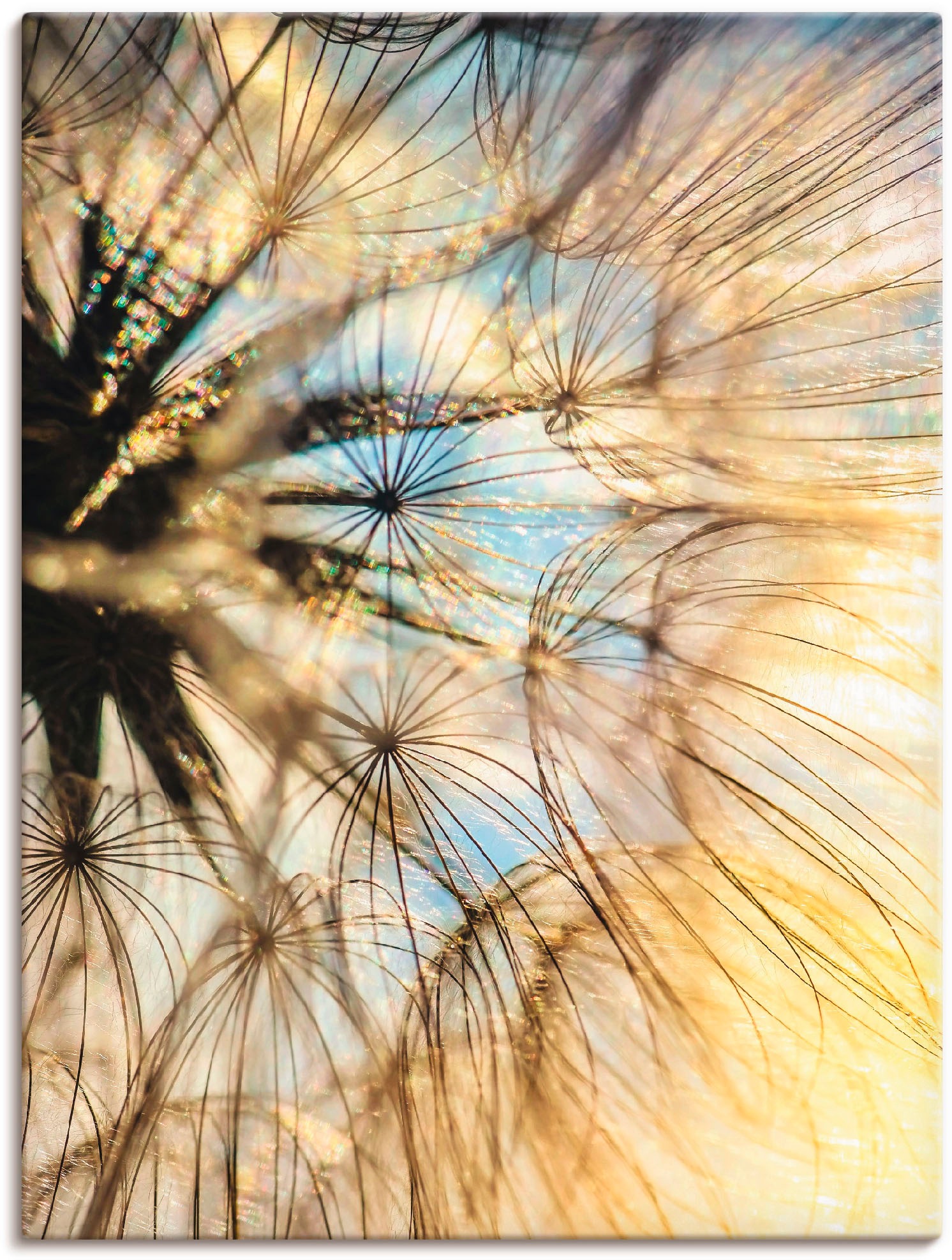 Artland Wandbild »Pusteblume Poesie« Blumen 1 Stk. tlg. als Leinwandbild, P günstig online kaufen