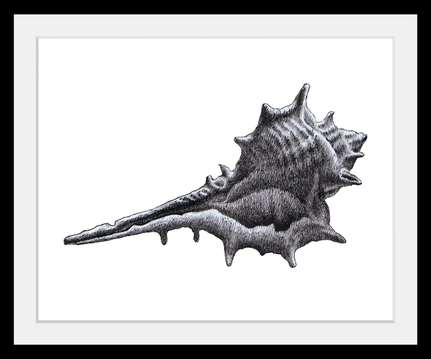 queence Bild »Lasse«, Schwarz-Weiß-Wassertiere-Kunst, (1 St.), HD Premium P günstig online kaufen