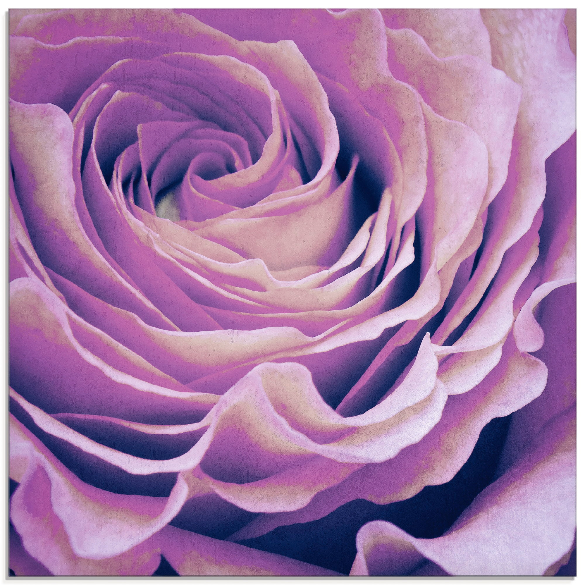 Artland Glasbild »Lila Rose«, Blumen, (1 St.), in verschiedenen Größen