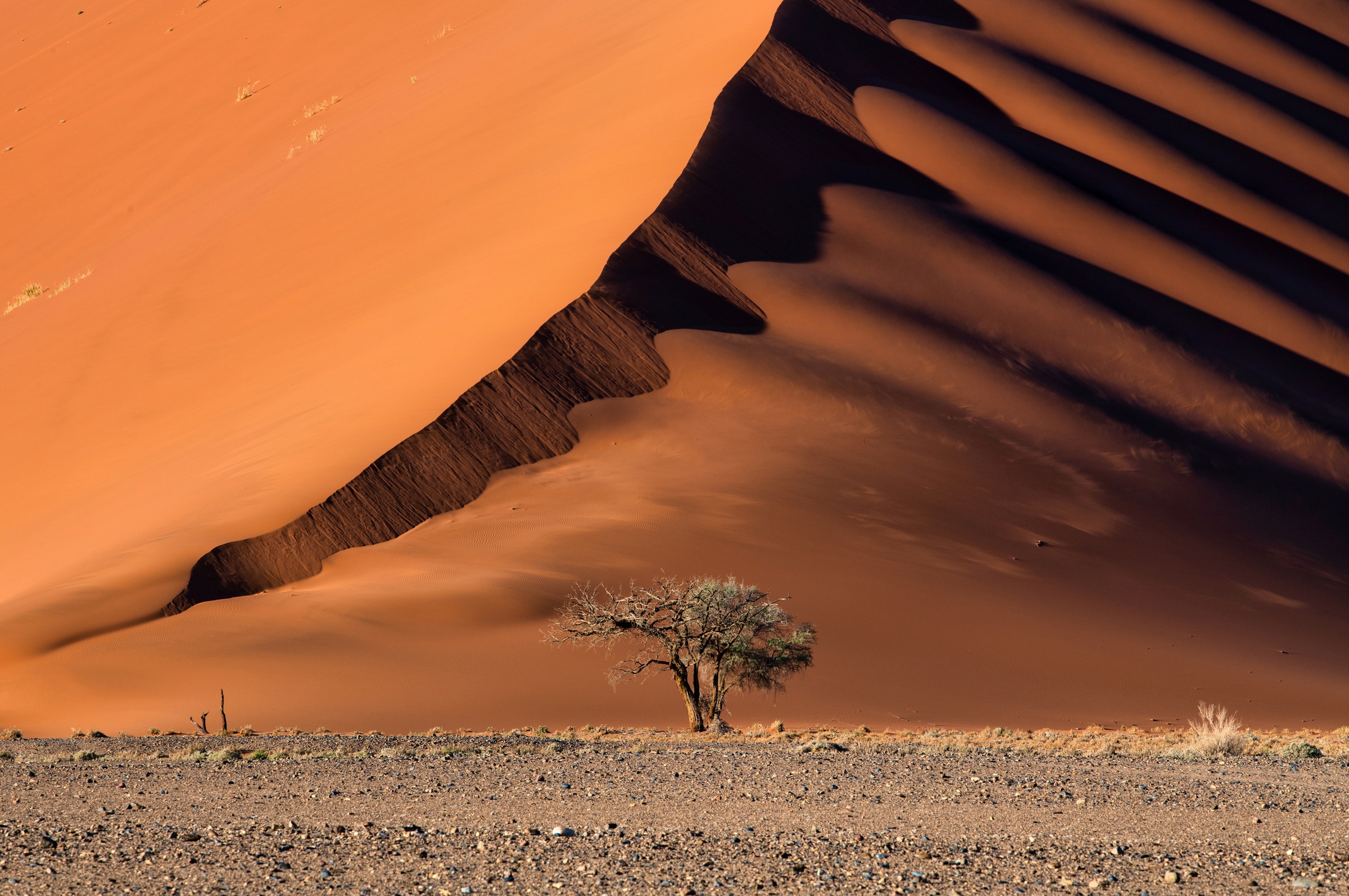 Papermoon Fototapete »Photo-Art LUIGI RUOPPOLO, DIE DÜNE UND DER BAUM« günstig online kaufen