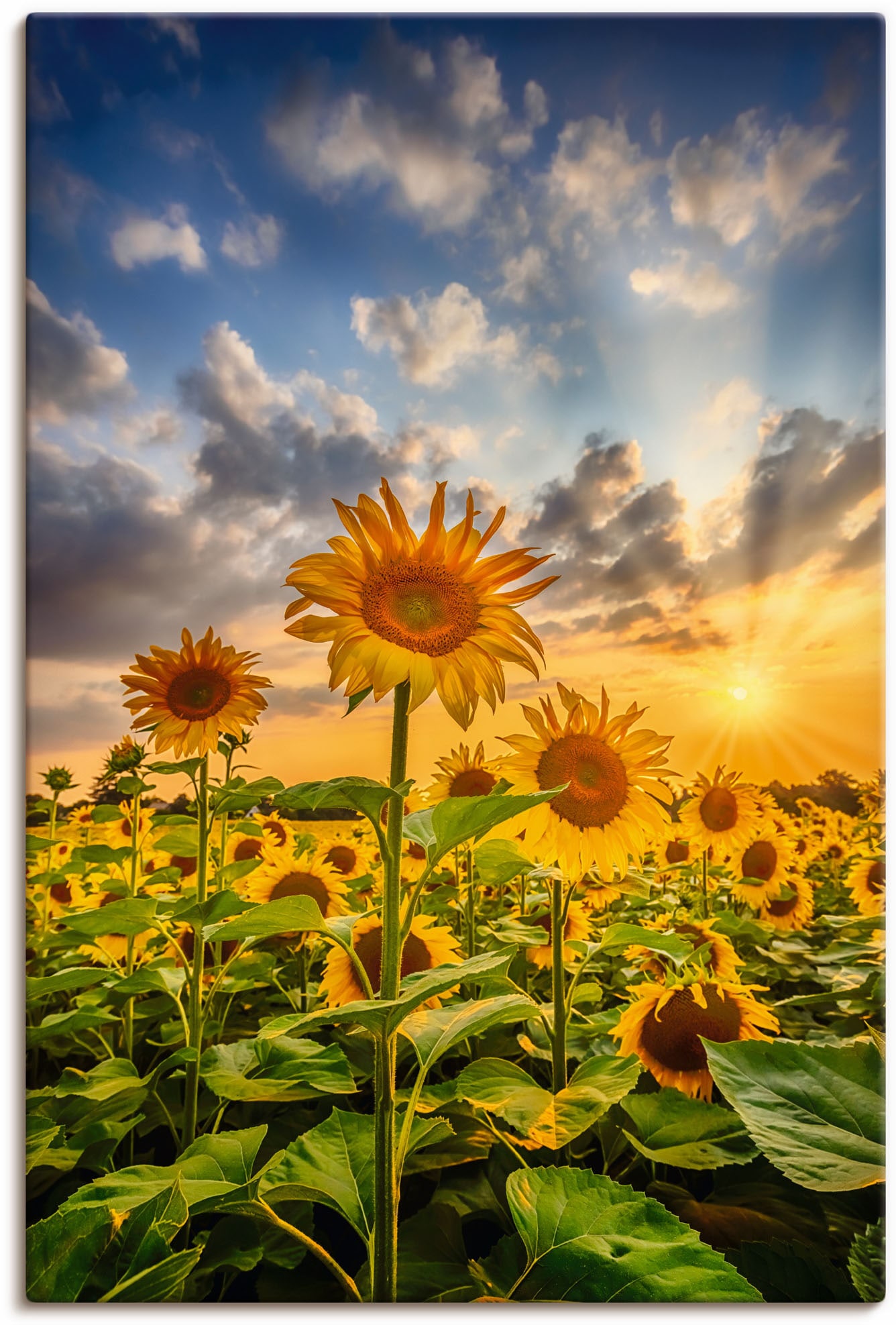 Artland Wandbild »Sonnenblumen im Sonnenuntergang«, Blumenbilder, (1 St.), als Leinwandbild, Poster in verschied. Größen