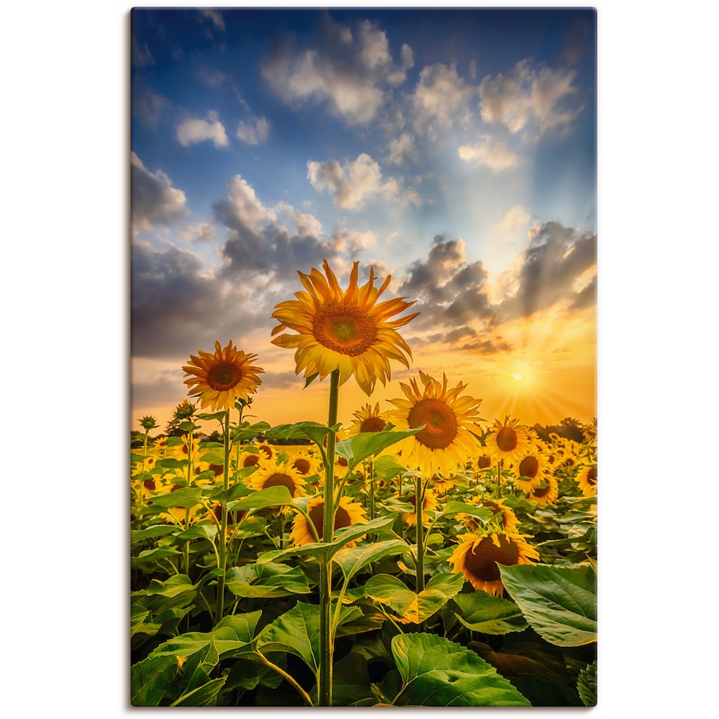 Artland Wandbild »Sonnenblumen im Sonnenuntergang«, Blumenbilder, (1 St.)