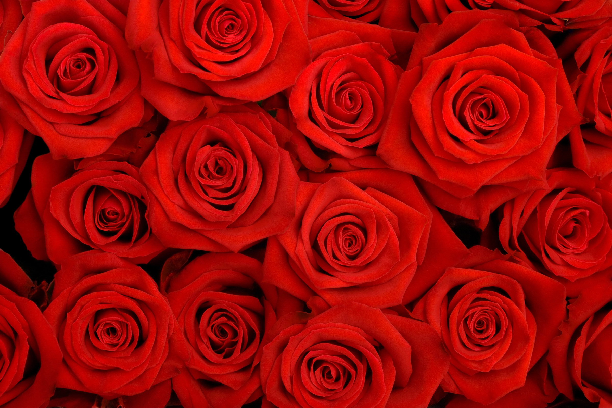 Papermoon Fototapete »Red Roses« glatt günstig online kaufen