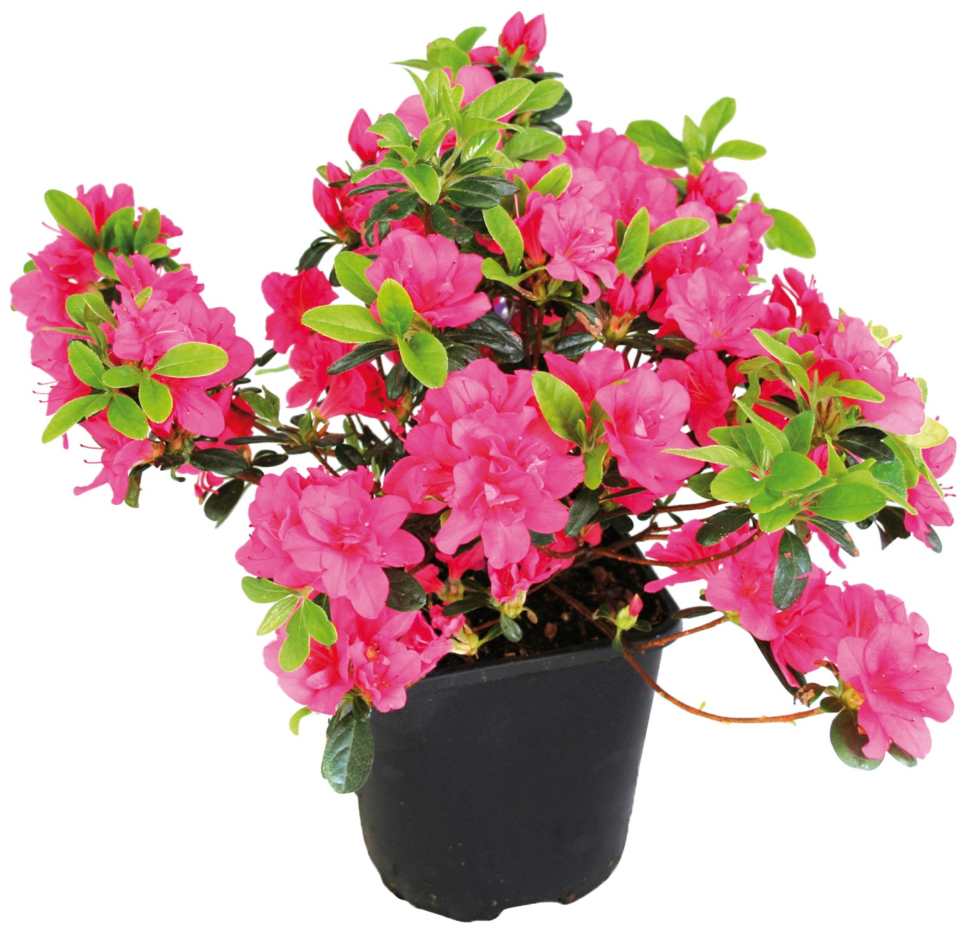 BCM Gehölze »Rhododendron Japanische Azalee 'Maruschka'«, (1 St.), Höhe: 10-15 cm, 1... kaufen