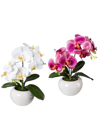 Creativ green Kunstpflanze »Orchidee Phalaenopsis«, (Set, 2 St.), im Keramiktopf kaufen