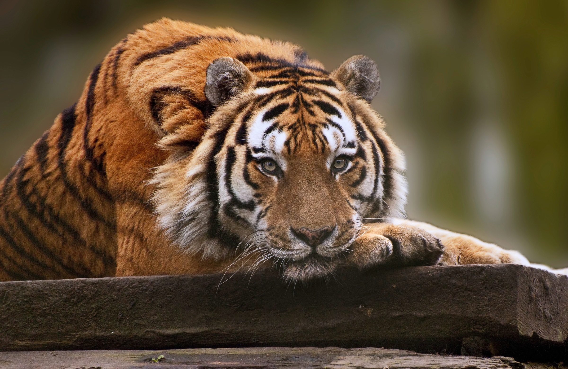 Papermoon Fototapete »TIGER-NATUR LÖWE GEPARD PUMA JAGUAR DSCHUNGEL TIERE X günstig online kaufen