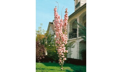 BCM Gehölze »Japanische Nelken-Kirsche 'Amanogawa'«, (1 St.), Höhe: 40-60 cm, 1 Pflanze kaufen