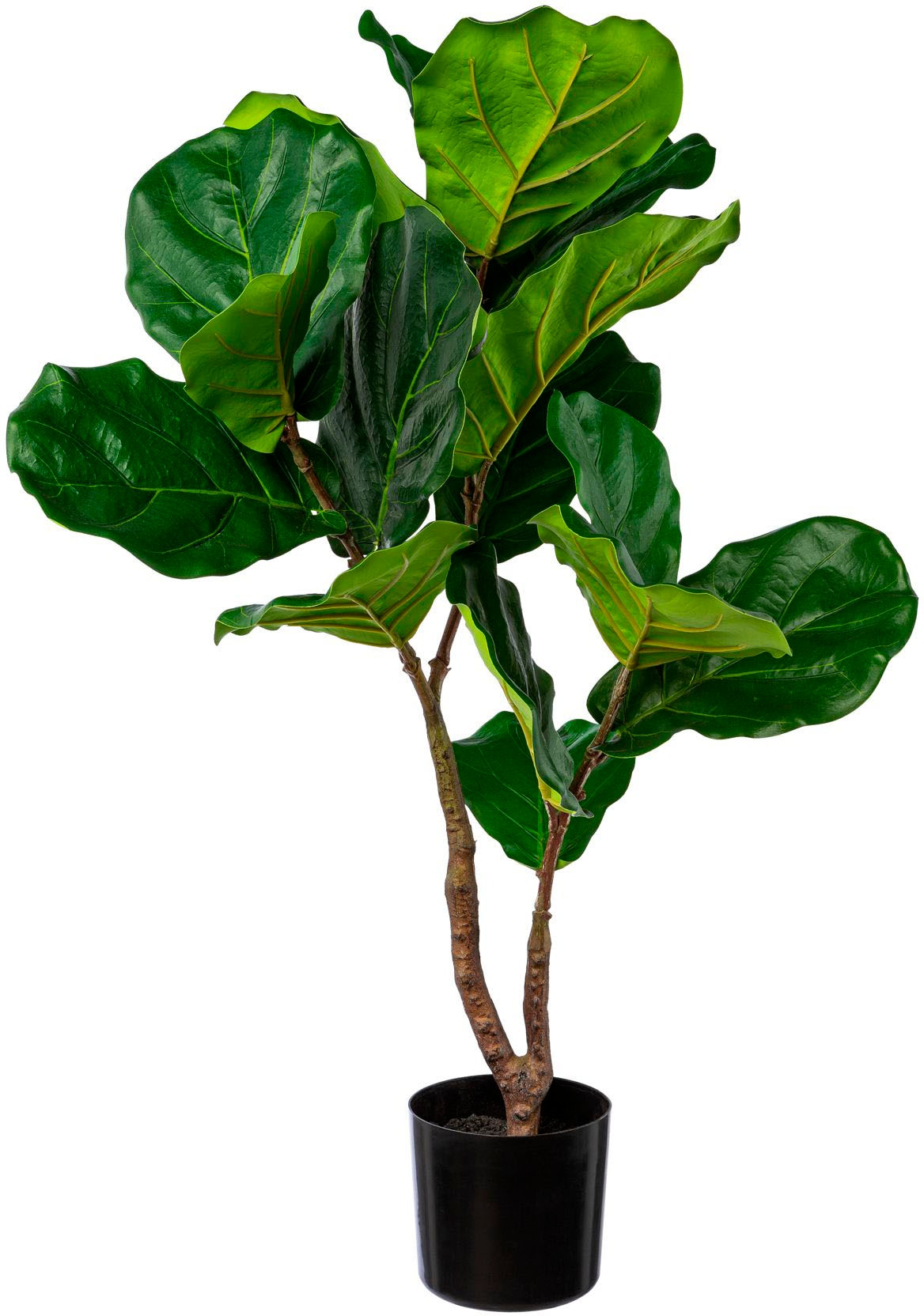 Creativ green Kunstbaum »Ficus Lyrata« günstig online kaufen