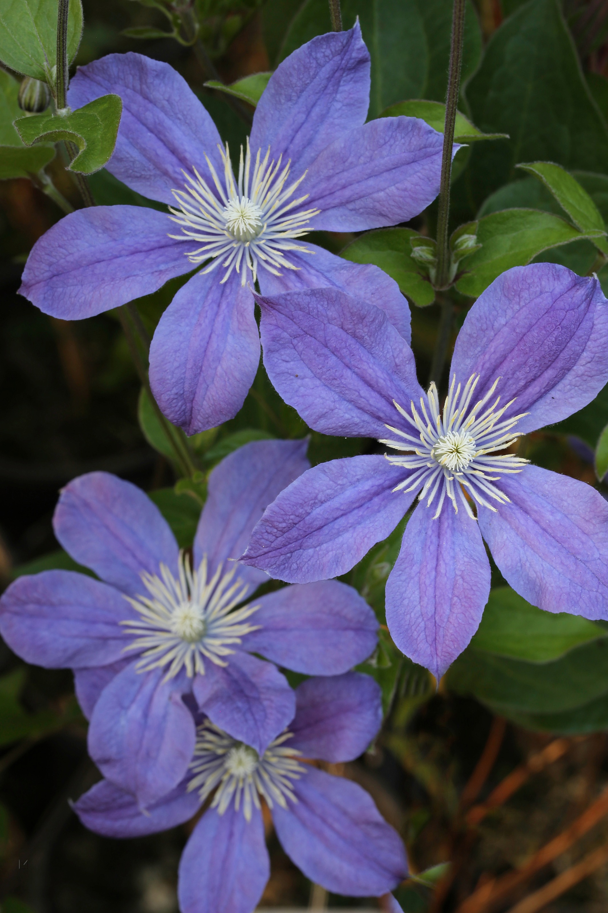 BCM Kletterpflanze »Waldrebe 'Arabella'«, (1 St.), Höhe: 40-60 cm, 1 Pflanze kaufen