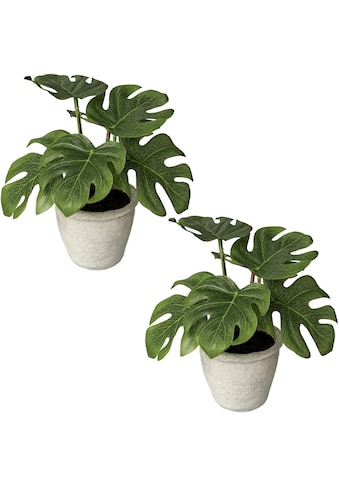 Creativ green Künstliche Zimmerpflanze »Blattpflanze Splitphilodendron«, (2 St.), im... kaufen