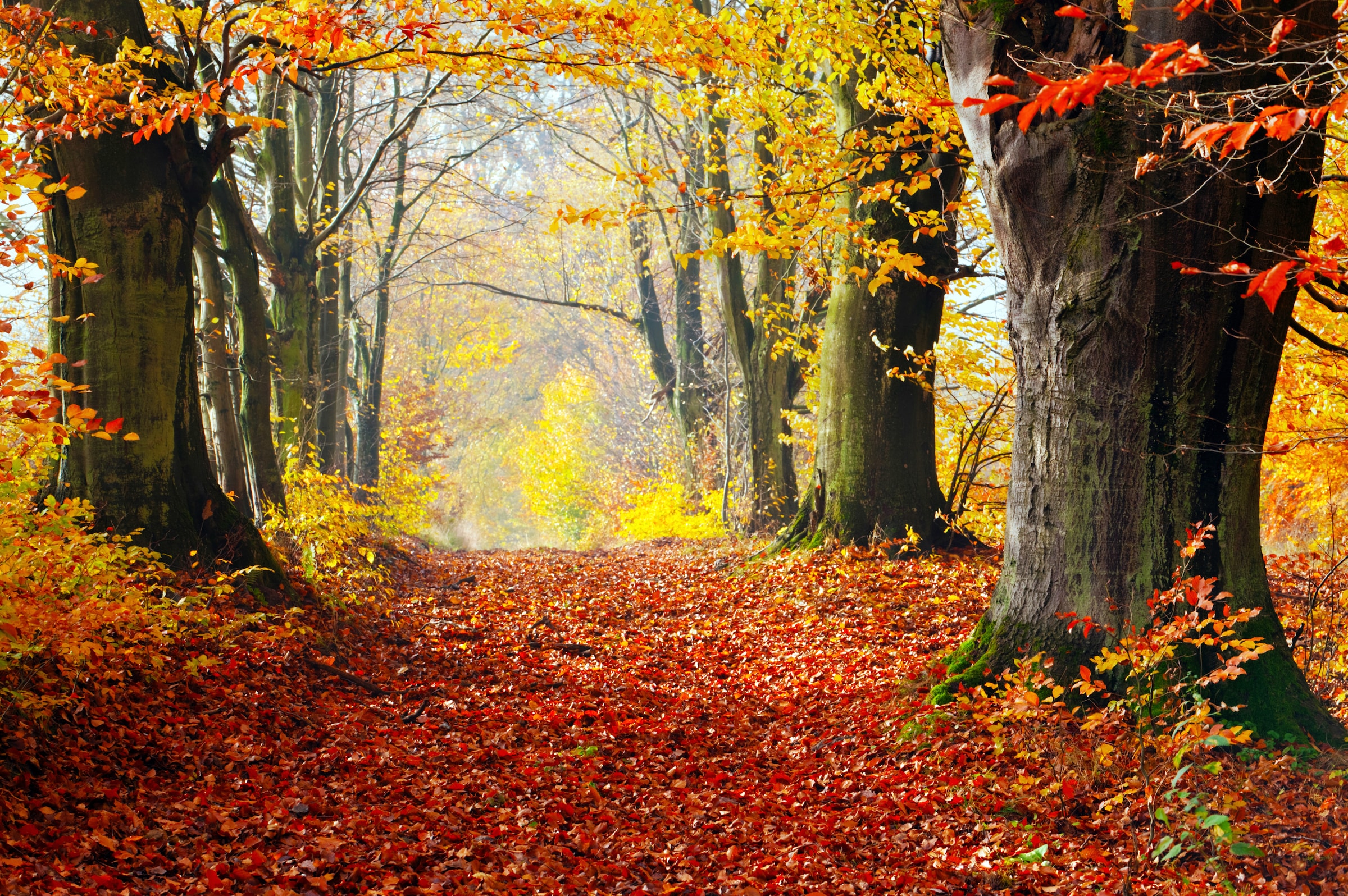 Papermoon Fototapete »WALD-HERBST BÄUME NATUR LANDSCHAFT BAUM ALLEE WANDBIL günstig online kaufen