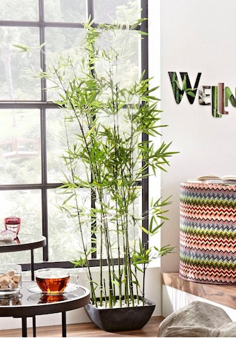 Schneider Kunstpflanze »Bambus« kaufen