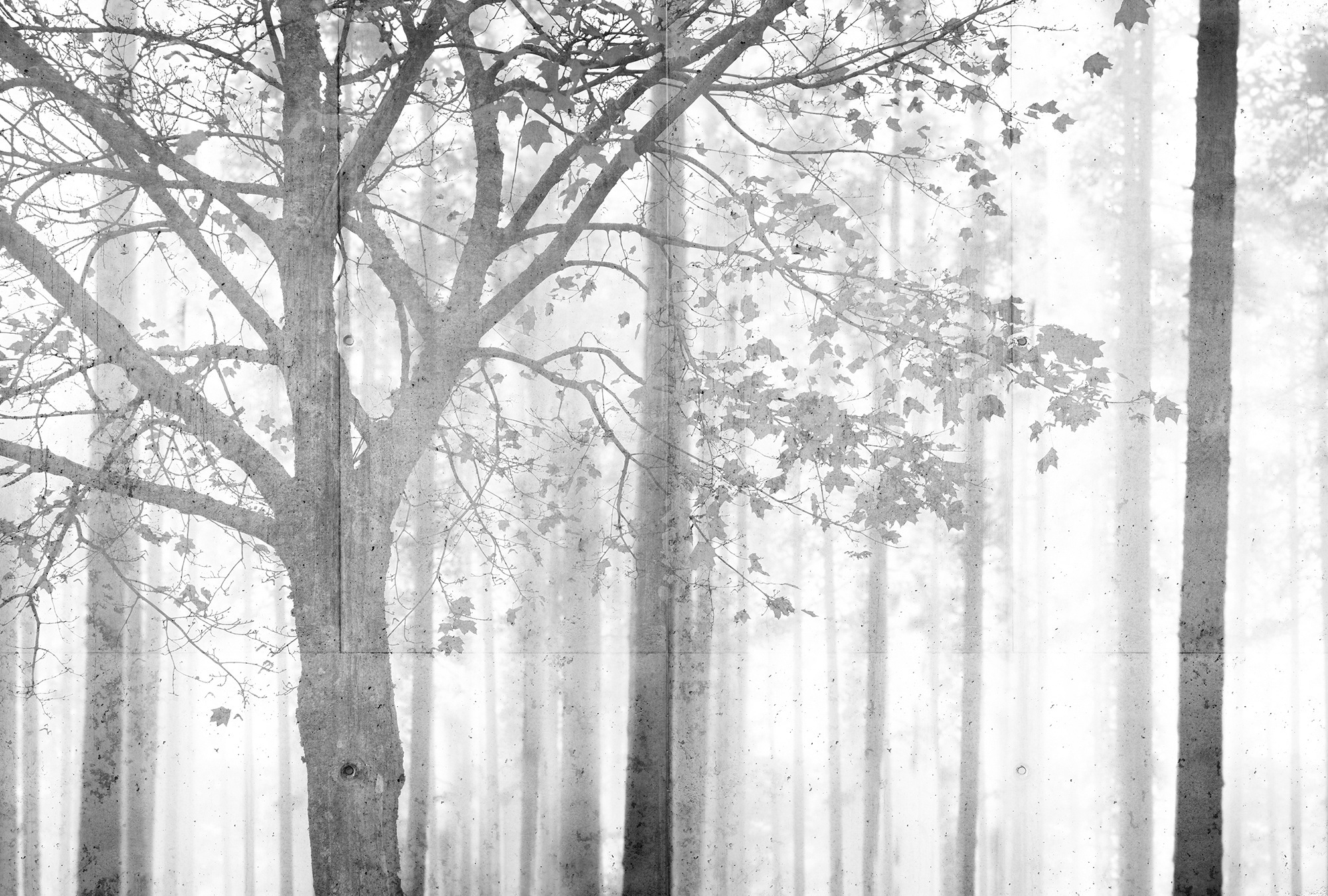 Architects Paper Fototapete »Atelier 47 Edge 2« Wald glatt Wald Fototapete günstig online kaufen