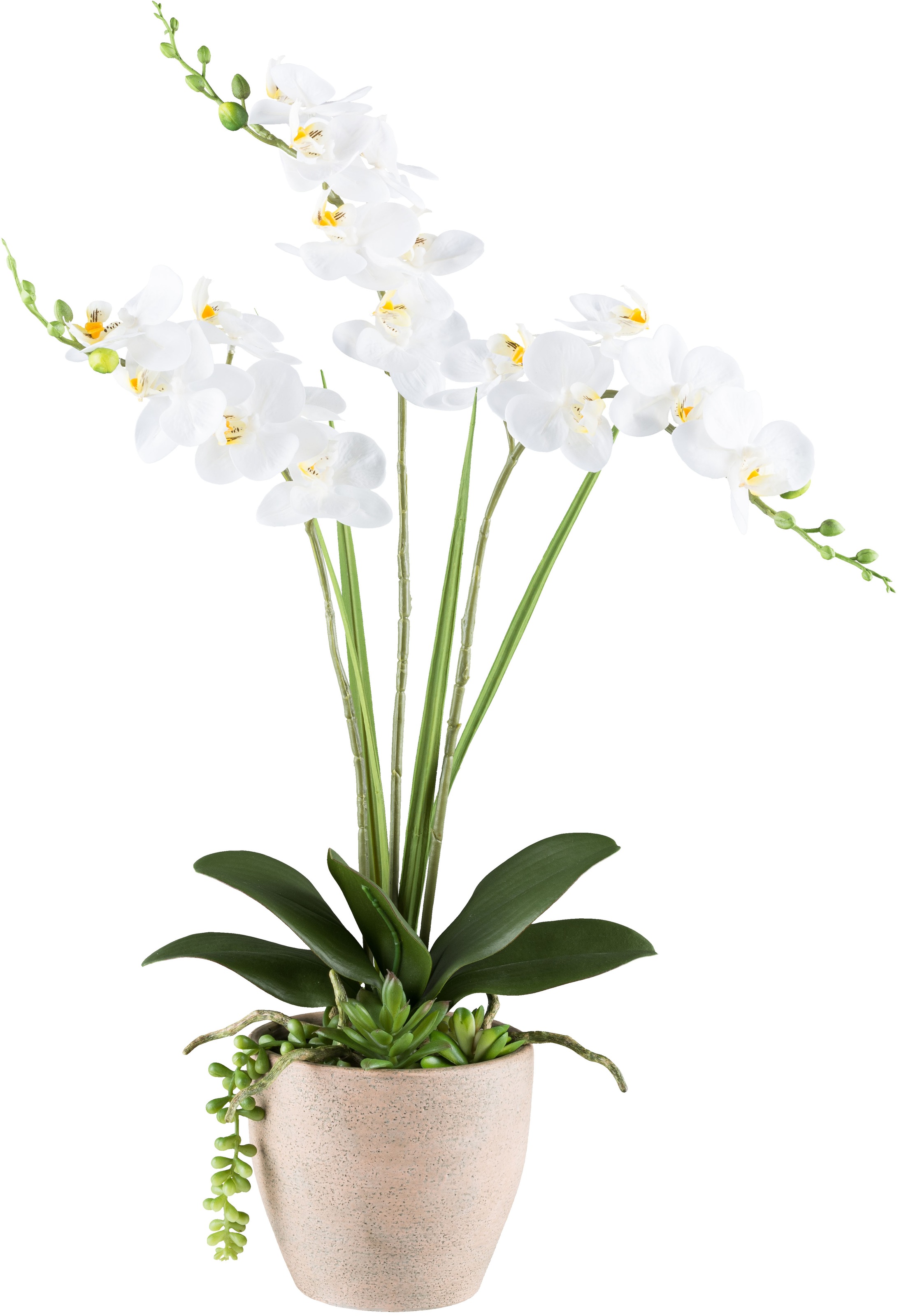 Creativ green Kunstorchidee »Orchidee Phalaenopsis«, mit Sukkulenten und Graszweigen arrangiert