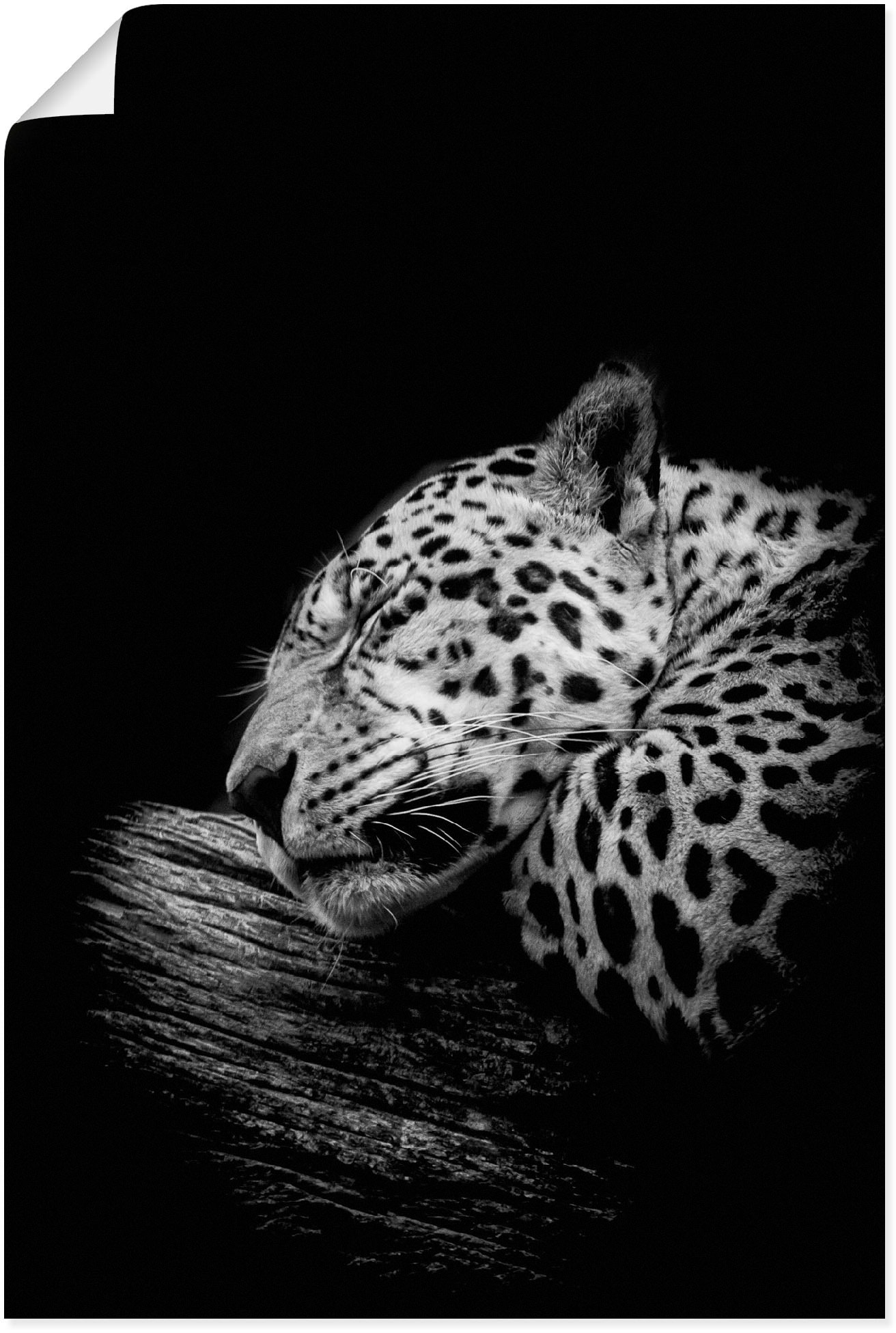 Artland Wandbild »Der schlafende Jaguar«, Wildtiere, (1 St.), als Alubild,  Leinwandbild, Wandaufkleber oder Poster in versch. Größen auf Rechnung  bestellen