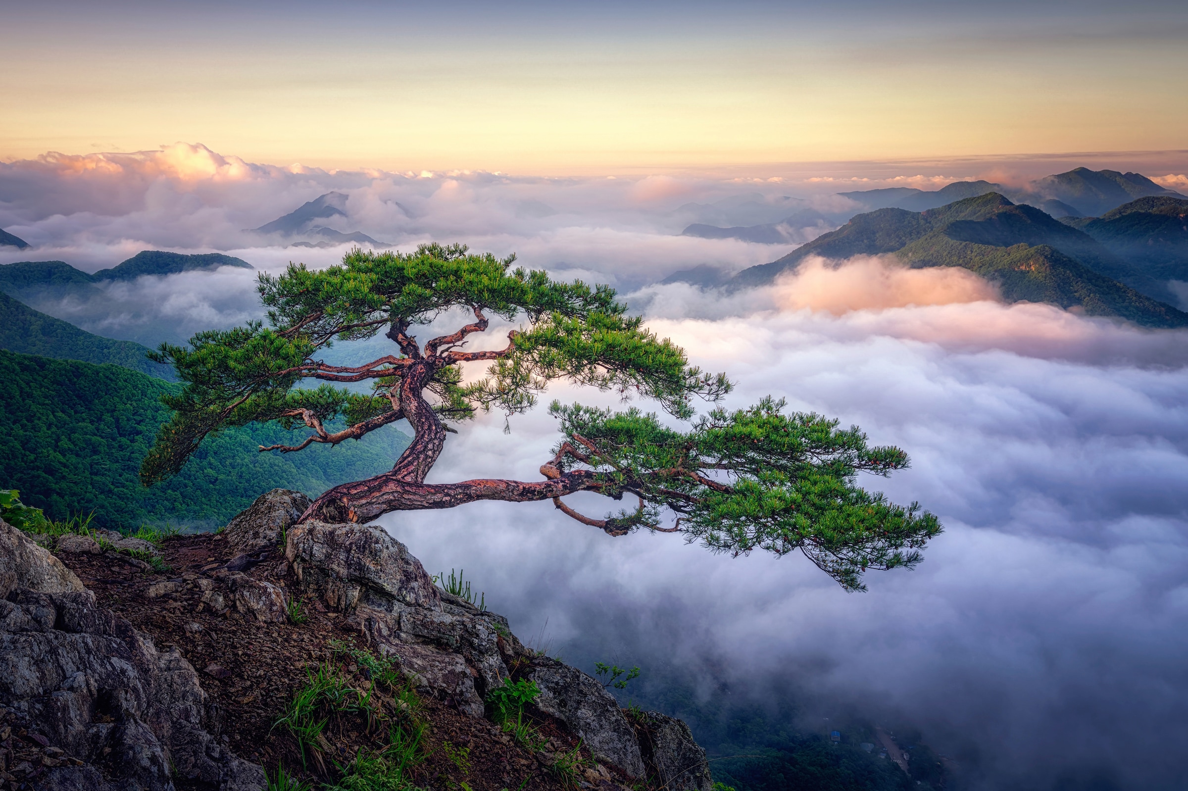 Papermoon Fototapete »Photo-Art TIGER SEO, AUF DEM BERG« günstig online kaufen