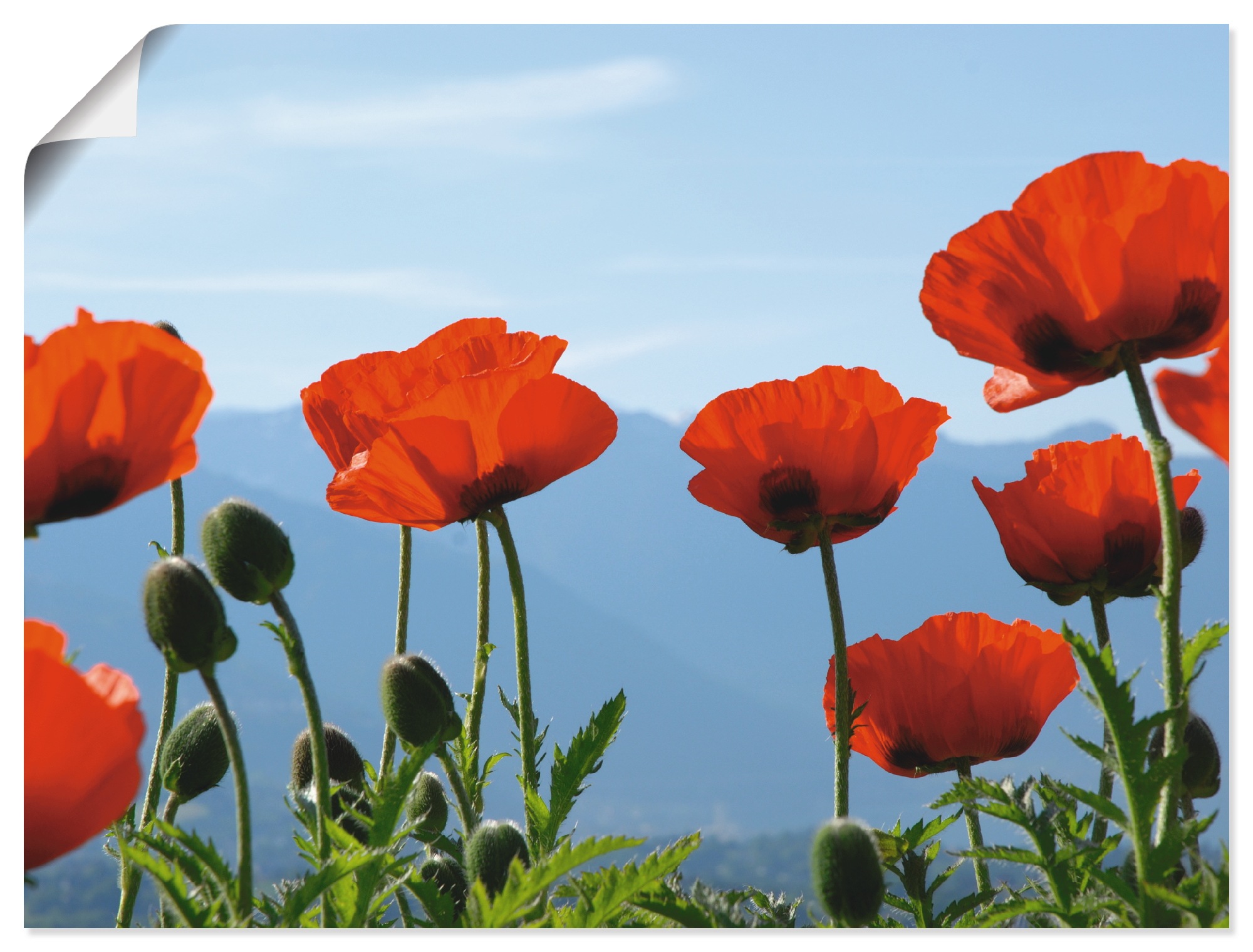 Artland Wandbild »Mohnblüten«, Blumen, (1 St.), als Leinwandbild, Poster in günstig online kaufen