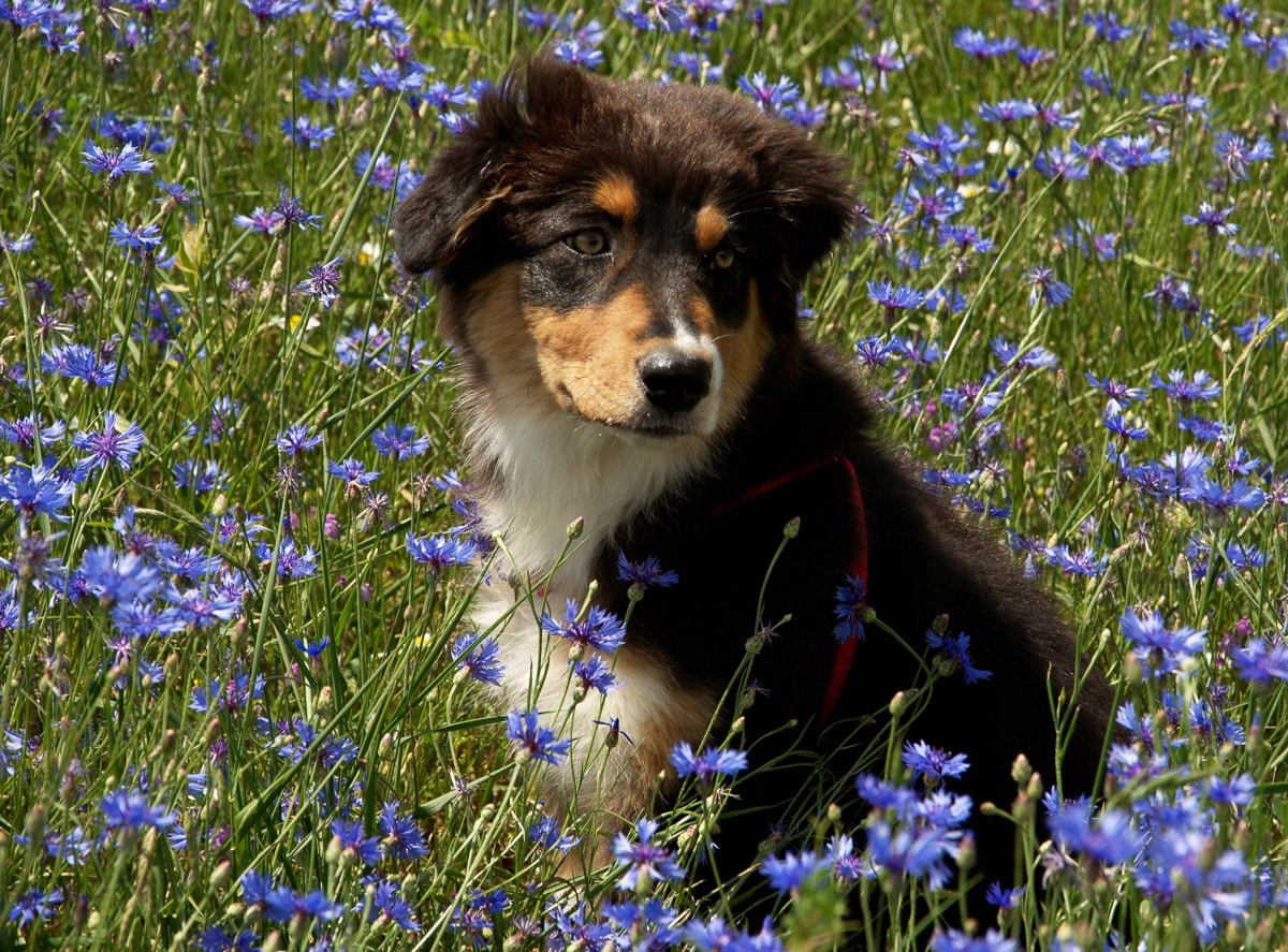 Papermoon Fototapete »Hütehund Welpe Australian Sheppard in Blumenwiese« günstig online kaufen