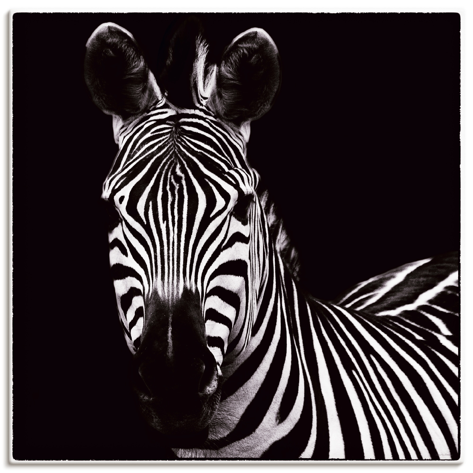 Artland Wandbild »Zebra II«, Wildtiere, (1 St.), als Leinwandbild, Wandaufk günstig online kaufen