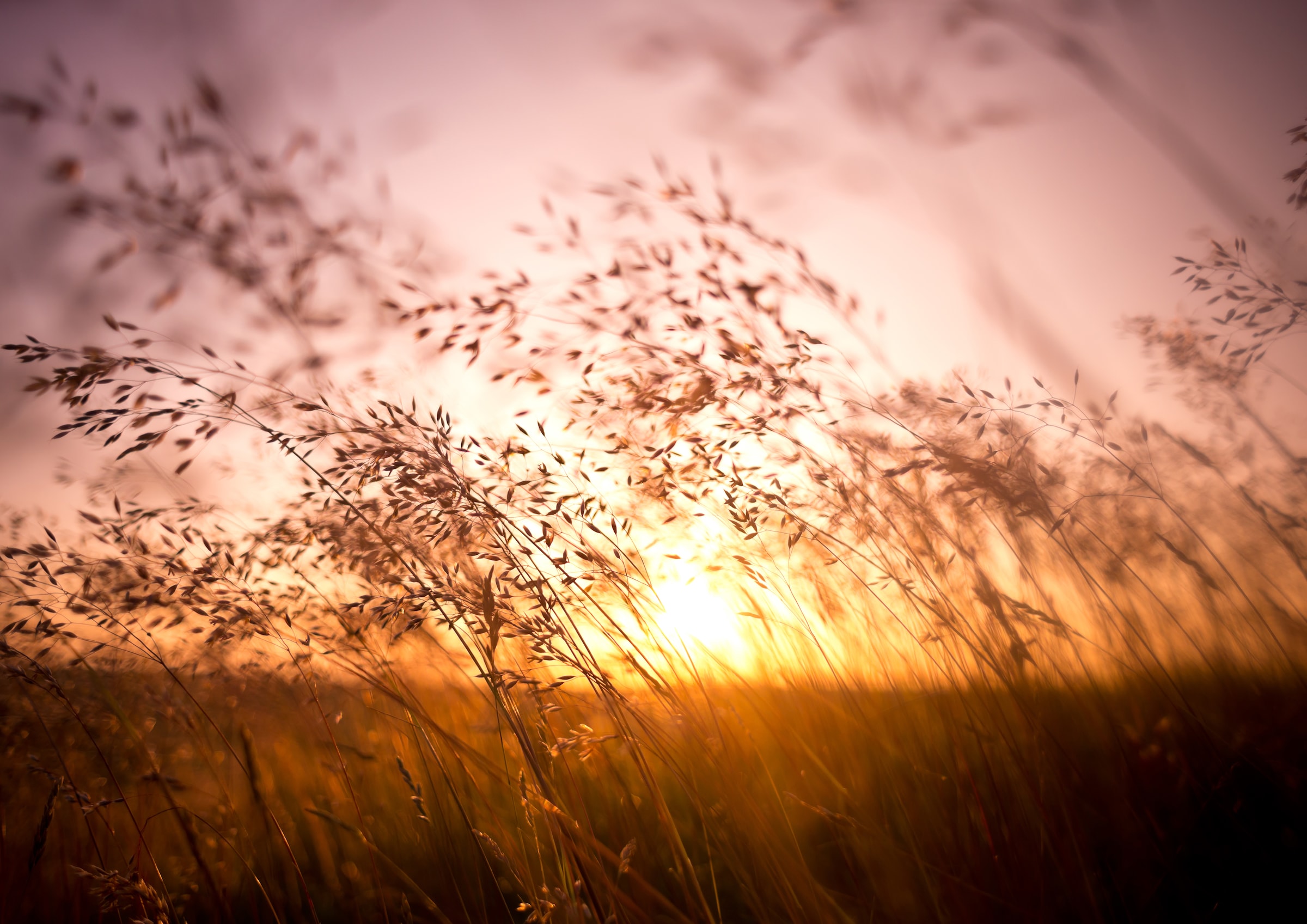 Papermoon Fototapete »Summer Dry Grass« glatt günstig online kaufen