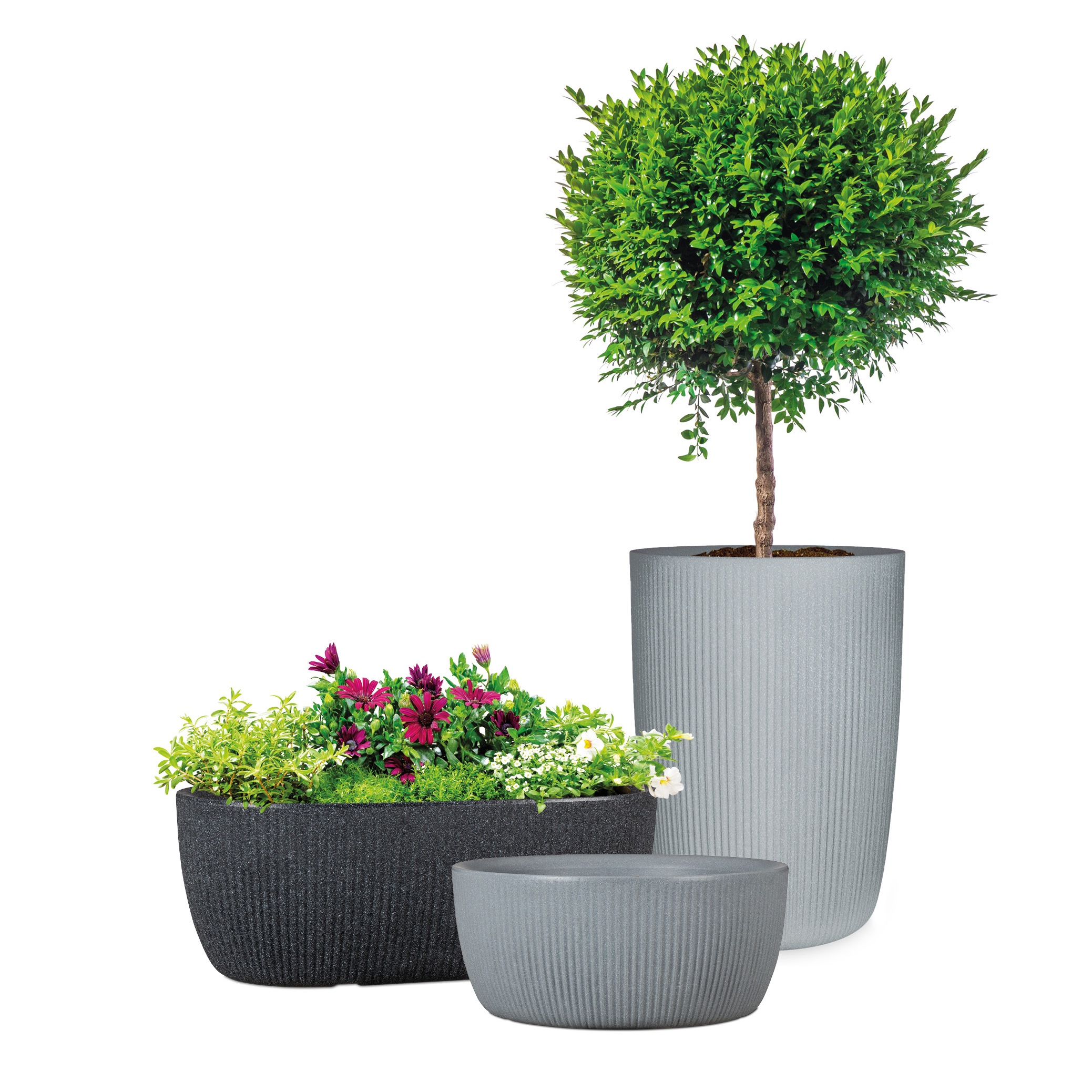 Scheurich Übertopf »30/273 LINETTO BOWL« Pflanzschale aus Kunststoff, ØxH: 28,6x12,6 cm