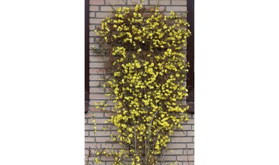 BCM Gehölze »Winterjasmin«, (2 St.), Höhe: 40-60 cm, 2 Pflanzen kaufen