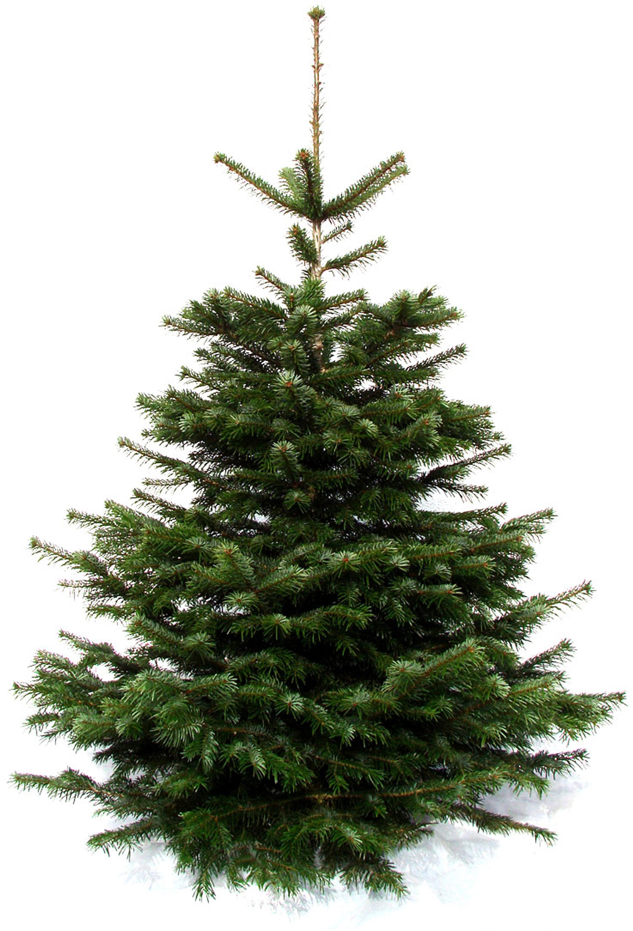 Weihnachtsbaumland Echter Weihnachtsbaum »Echte Premium-Nordmanntanne, Weihnachtsdeko aussen«, Nordmanntanne