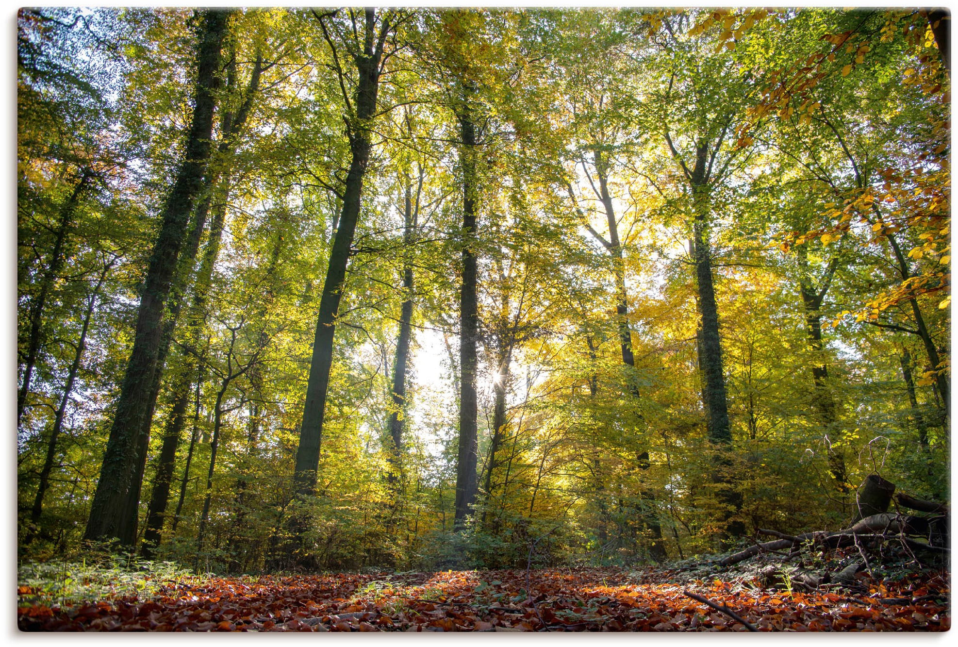 Artland Leinwandbild »Laubwald zum Herbst« Waldbilder 1 Stk. tlg. auf Keilr günstig online kaufen