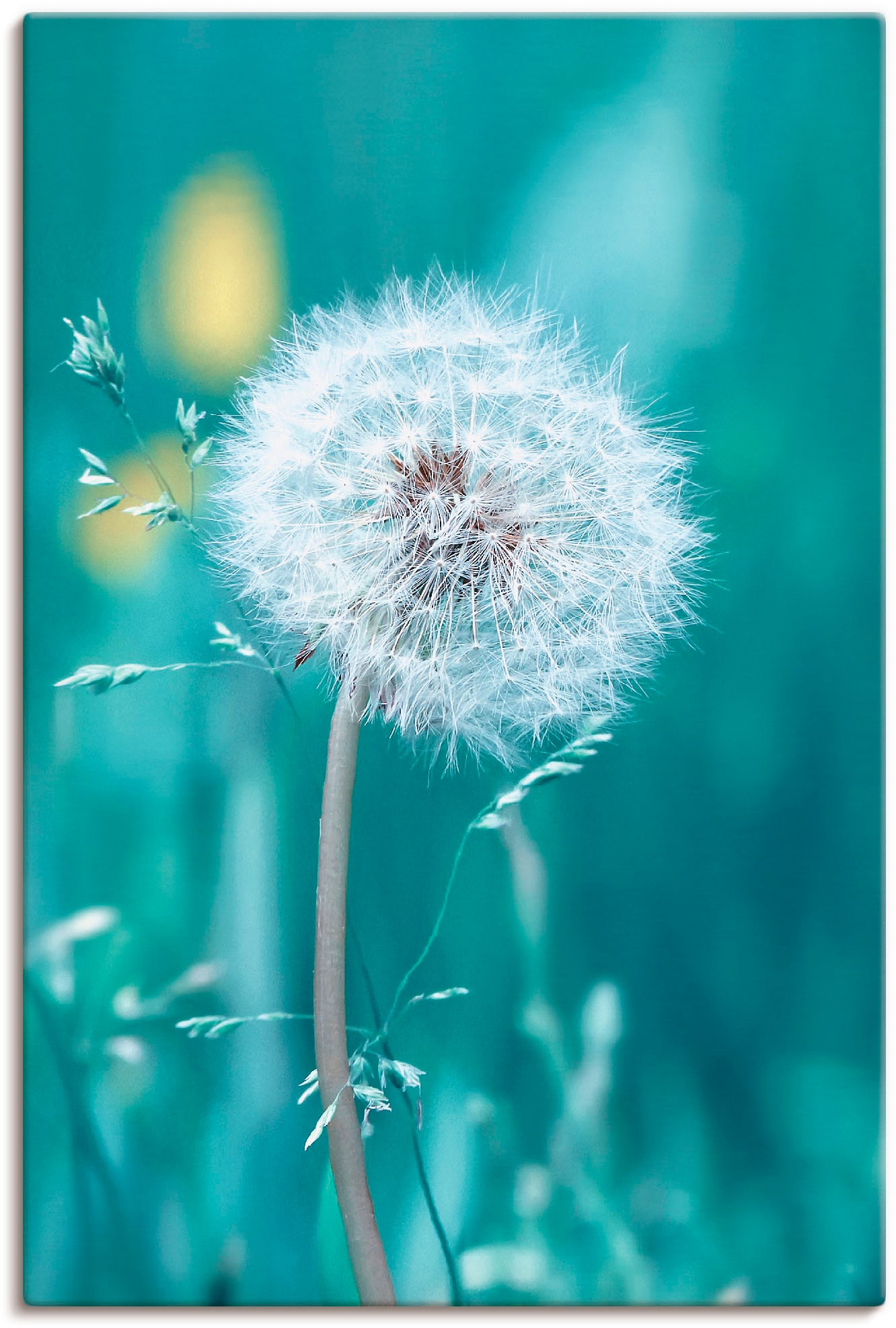 Artland Wandbild »Pusteblume«, Blumen, (1 St.), als Leinwandbild, Poster, W günstig online kaufen