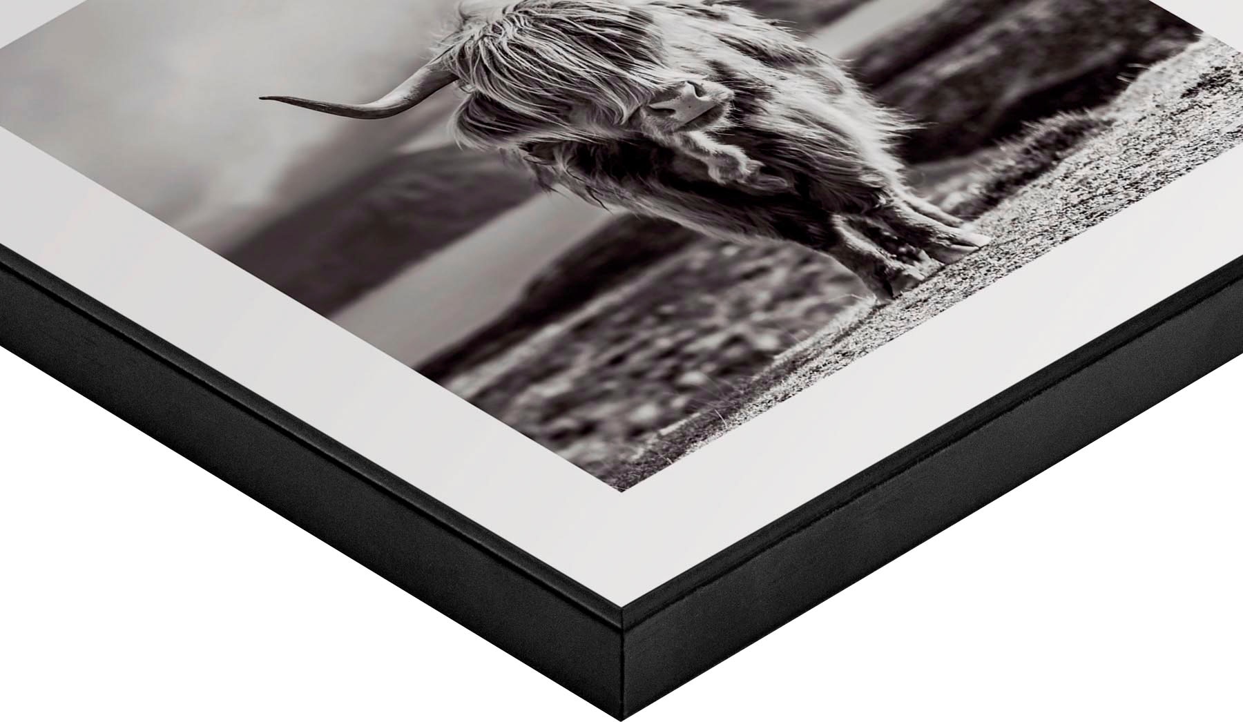 Wandbild auf Cow« Reinders! Highland Black Raten 50x50 Frame kaufen »Slim