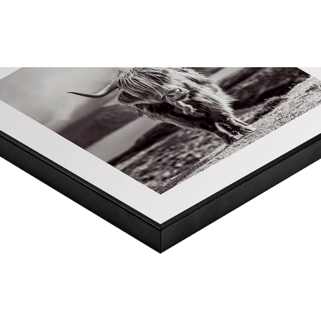Reinders! Wandbild »Slim Frame Black 50x50 Highland Cow« auf Raten kaufen