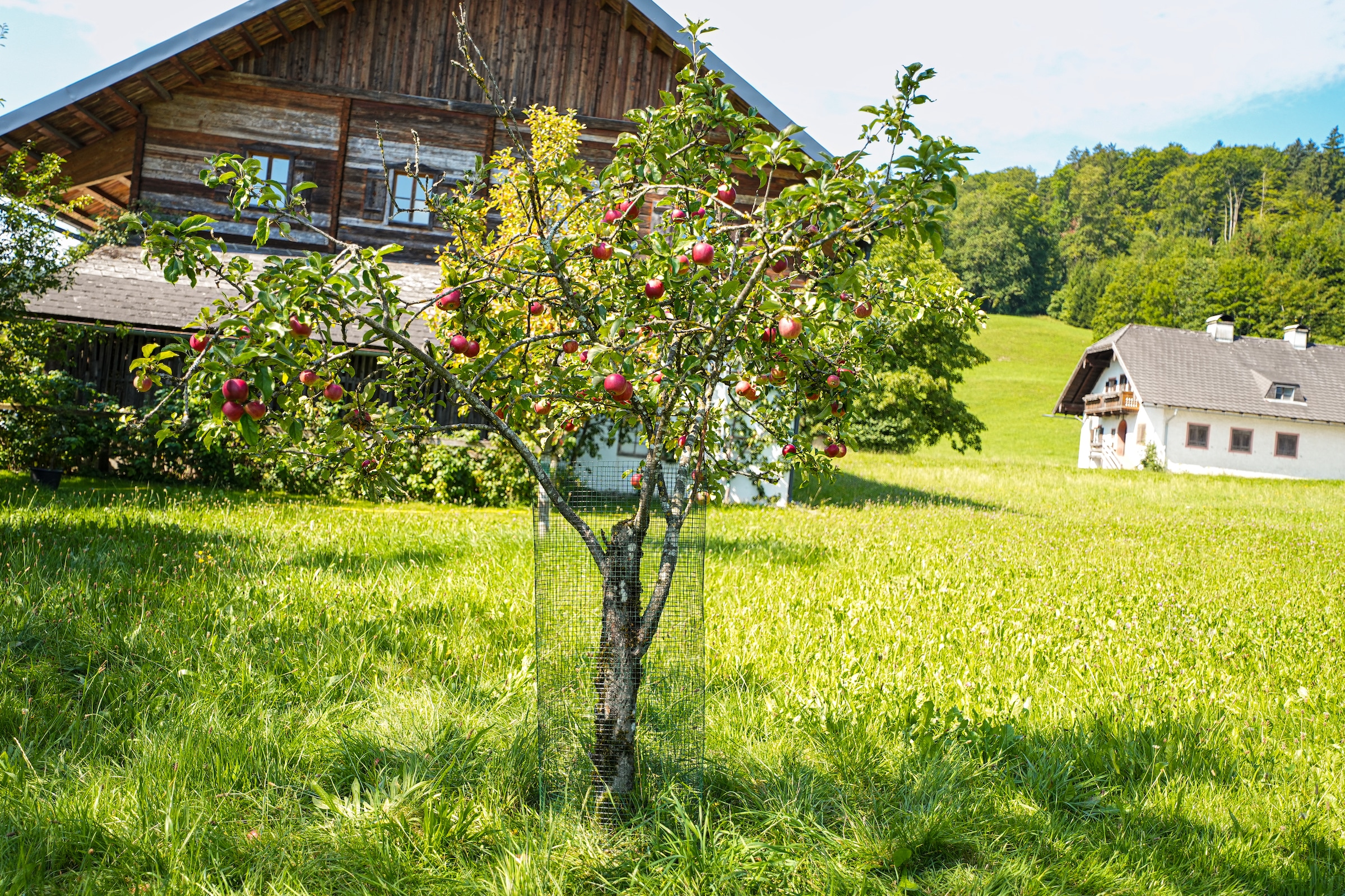 Windhager Voliere »für Tiere und Garten, Drahgitter für den Außenbereich« Stahlgitter erhältlich in unterschiedlichen Größen, grün