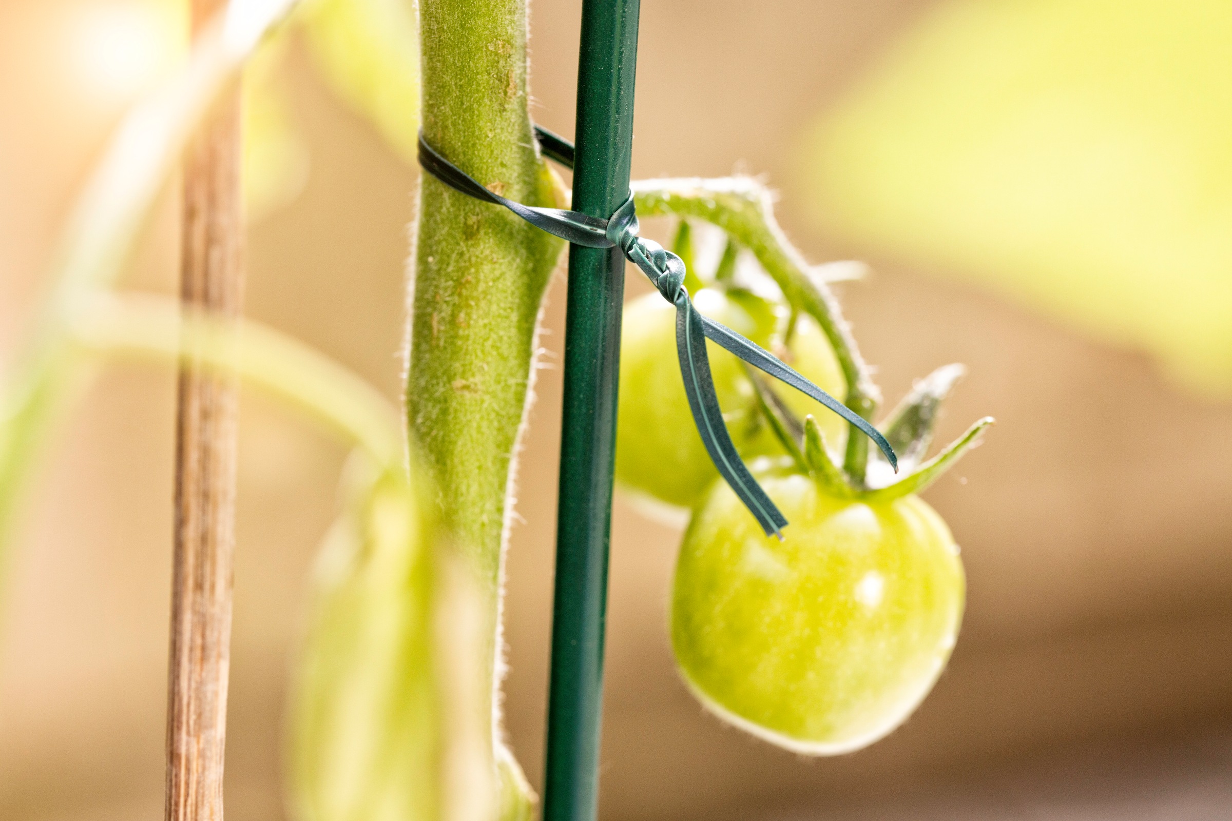 Windhager Pflanzschnur »Bindedraht für Pflanzen mit Abschneidevorrichtung« 1 Stk. tlg. Gartendraht Ø 0,65 mm x 100 m, Wickeldraht verzinkt, grün