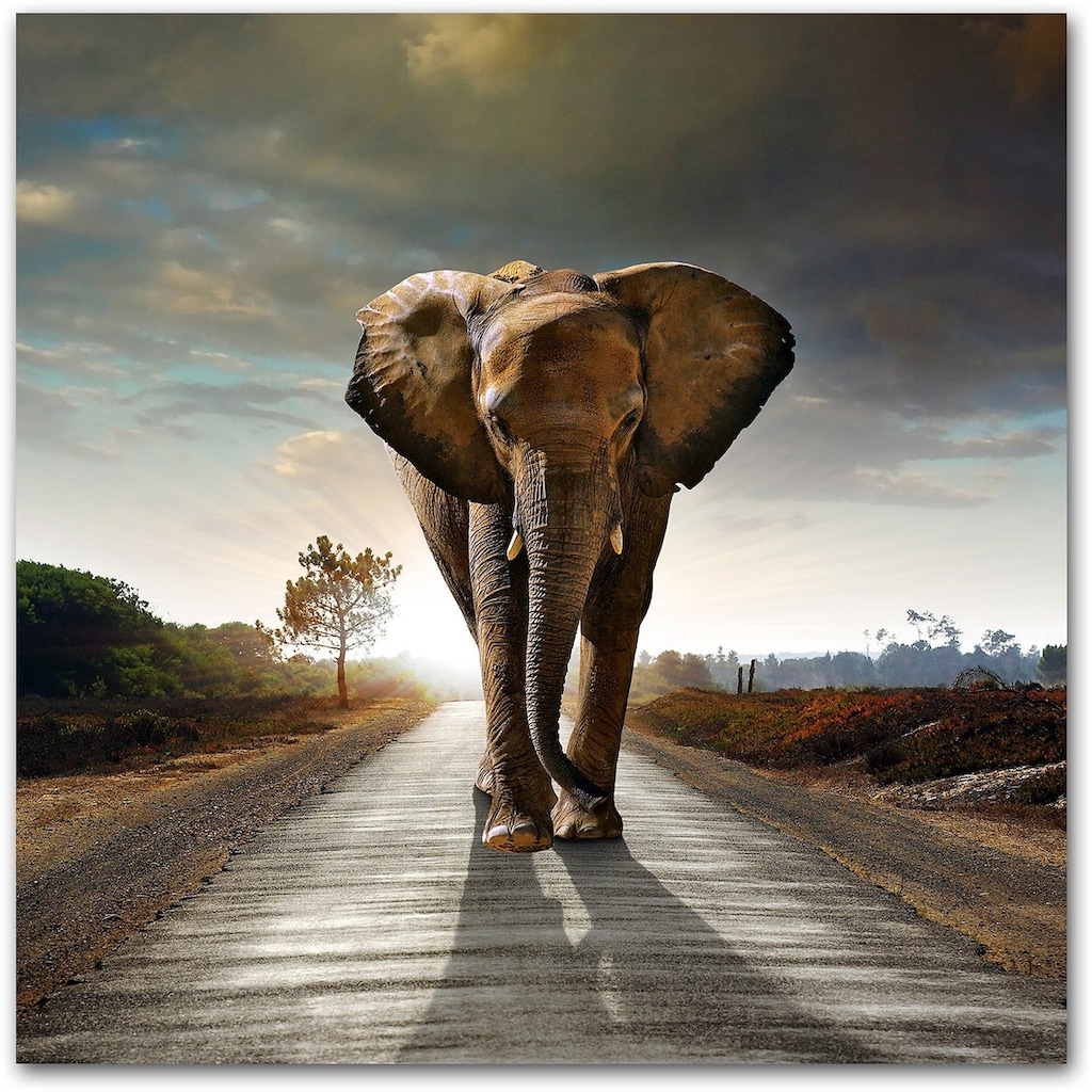 Home affaire Acrylglasbild »Elefant«, 50/50 cm