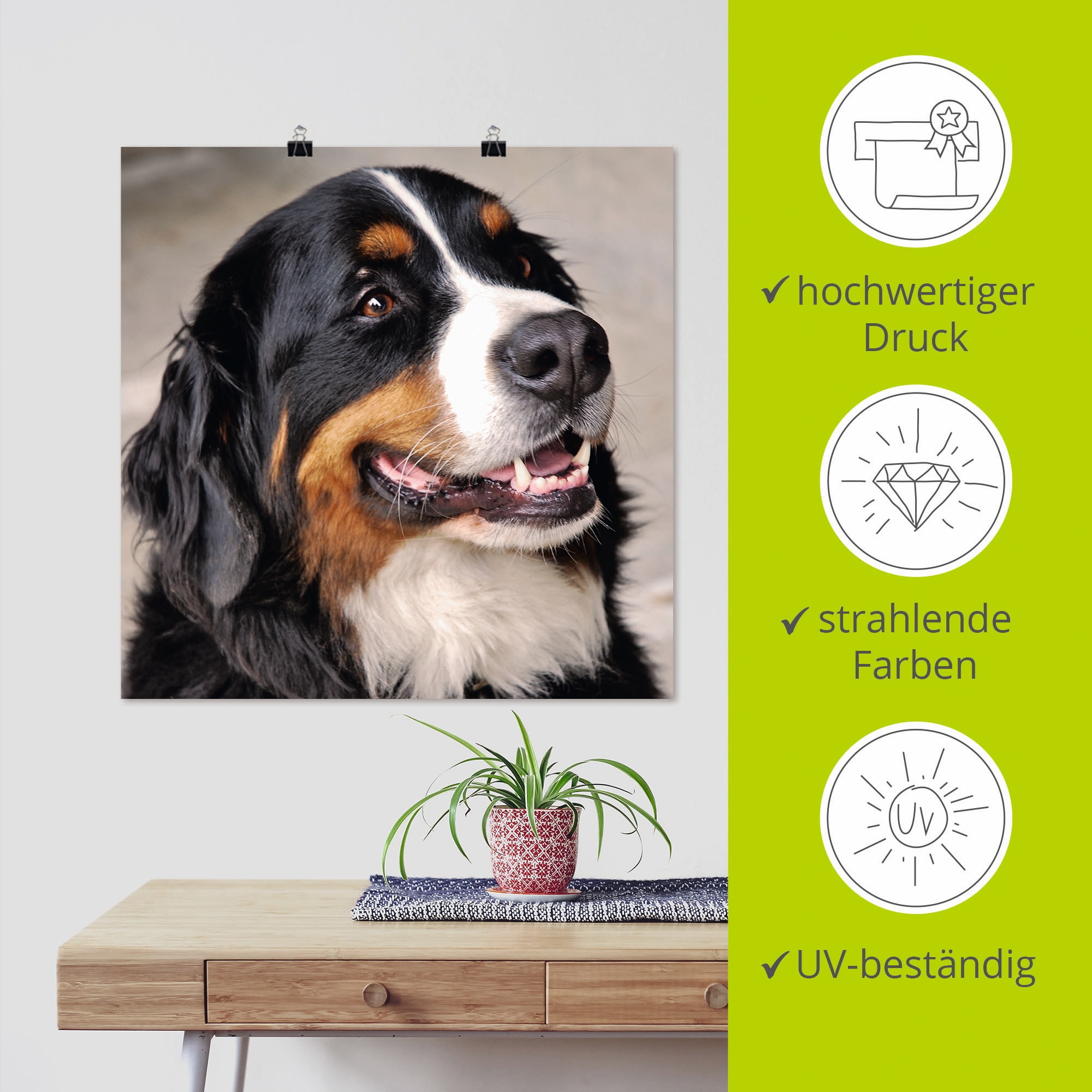 Artland Wandbild »Berner Sennenhund«, Haustiere, (1 St.), als Poster, Wandaufkleber in verschied. Größen