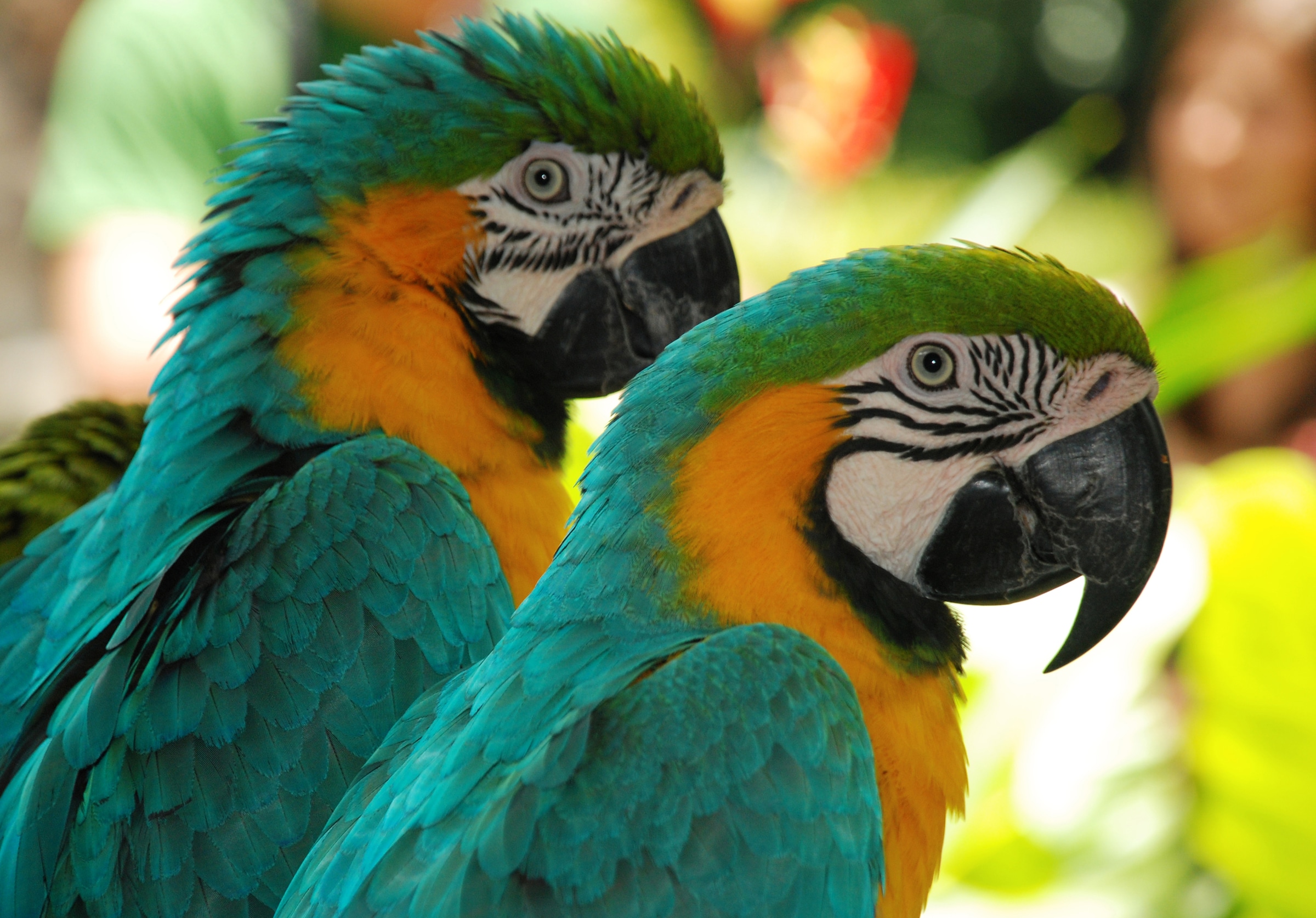 Papermoon Fototapete »Macaw Love Birds« glatt günstig online kaufen