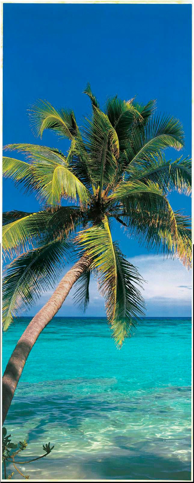 Papermoon Fototapete »Palm Tree - Türtapete«, matt günstig online kaufen