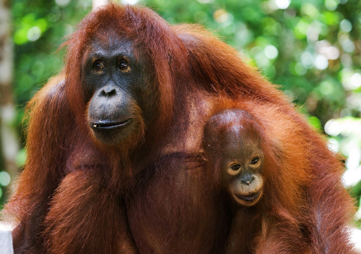 Papermoon Fototapete »Orang-Utan mit Baby« günstig online kaufen