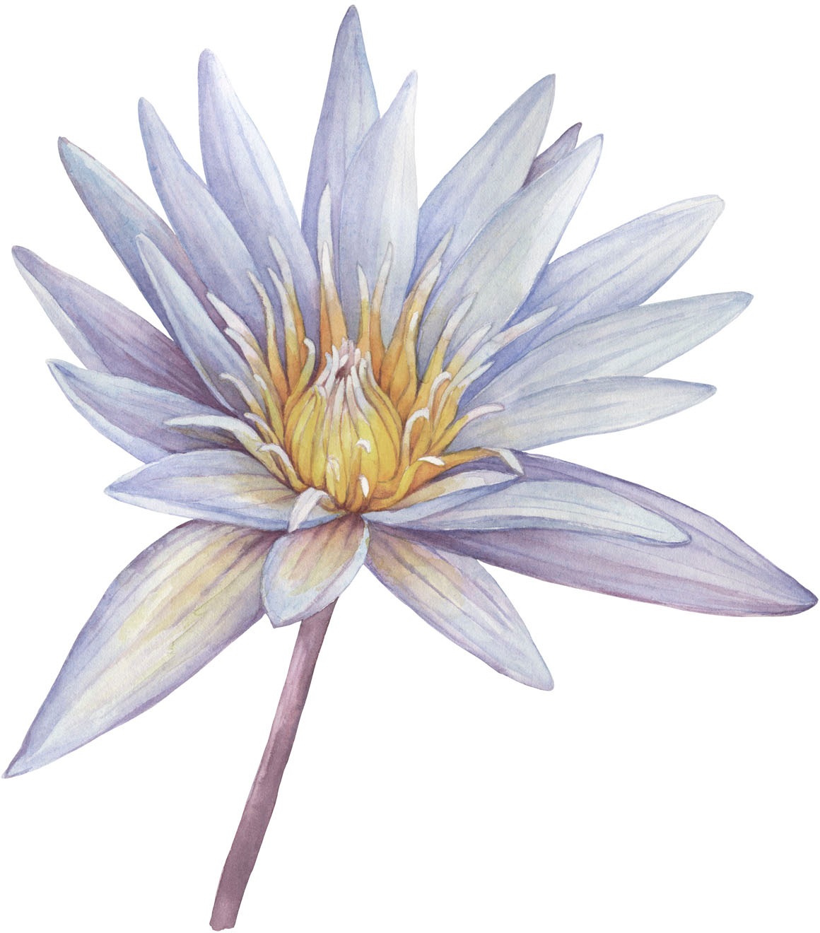 queence Wandtattoo »Sahara« Rosen, selbstklebend, Wandsticker, Sticker, gro günstig online kaufen