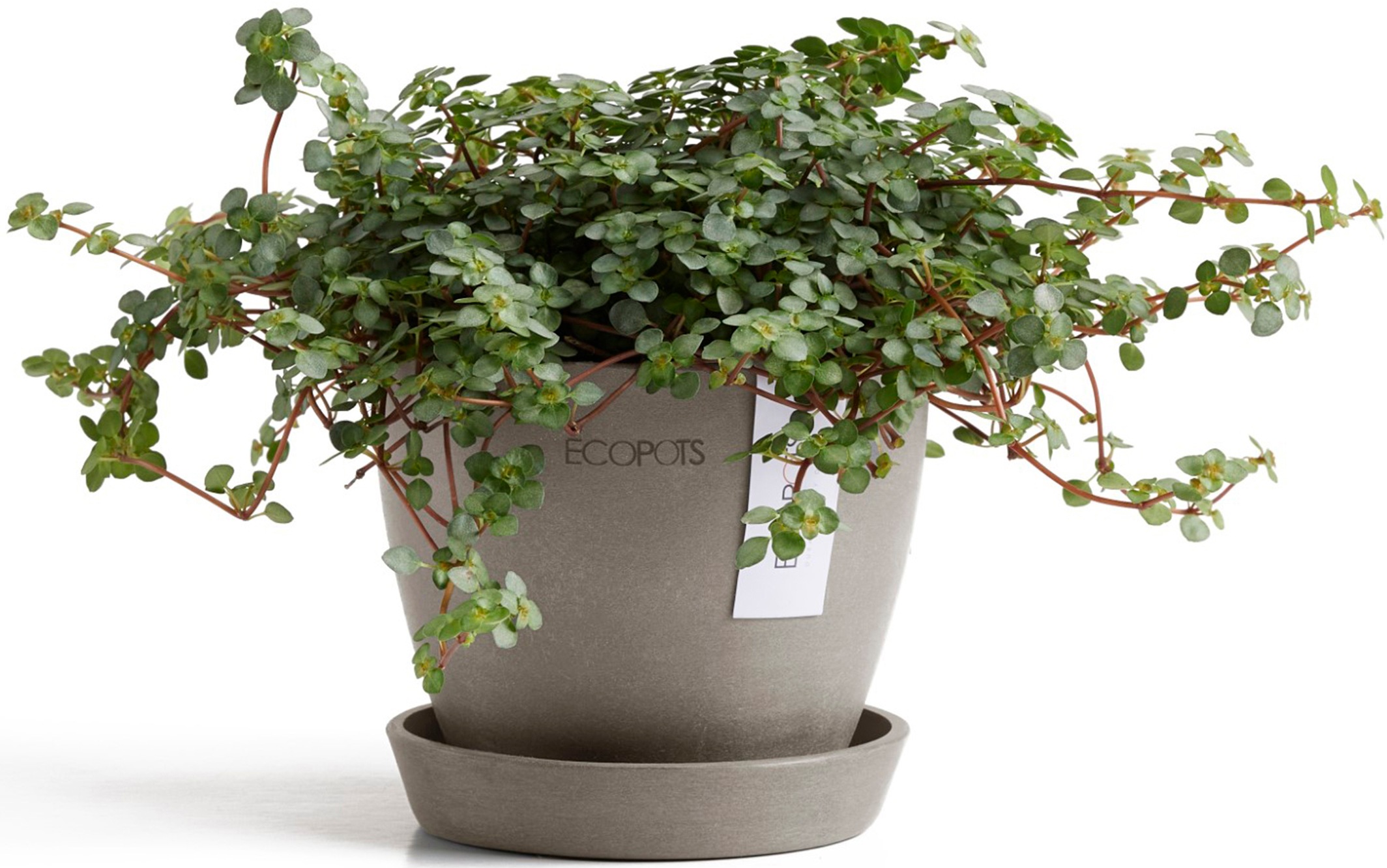 ECOPOTS Blumentopf »Antwerp Mini 11 Taupe«, für den Innenbereich